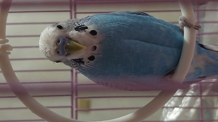 A close-up, eye-level photograph depicts a single blue and white budgerigar (Melopsittacus undulatus) perched on a white, circular plastic object inside a bird cage. The bird is oriented facing directly towards the viewer. Its head exhibits a white crown with fine black barring extending to the back of the head and wings. The bird possesses dark, round eyes, a prominent blue cere, and a pale yellow beak. Distinct black throat patches are visible on its upper chest. The body plumage is primarily light blue. The bird's left foot is visible, gripping the white perch. The background reveals vertical and horizontal bars of a pink or purple-colored bird cage. The scene is illuminated by soft, ambient light. This incident is documented as occurring in the city of Poleto, Bulgaria.