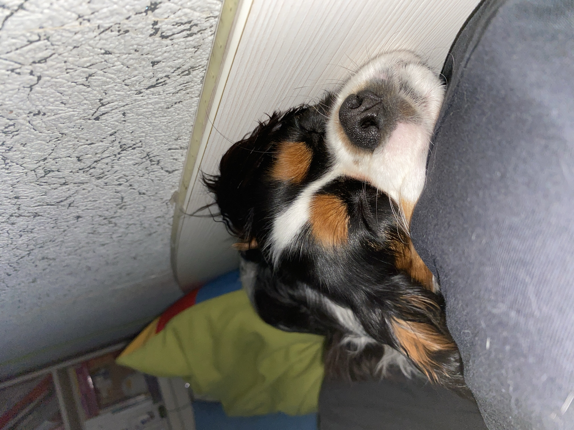 An extreme close-up shot shows a Cavalier King Charles Spaniel dog sleeping soundly. The dog's head is resting on a dark gray fabric, likely clothing or a blanket. Its eyes are closed, and its nose is visible, with black pigmentation and fine hairs. The dog's fur displays its characteristic tri-color pattern: black, white, and tan. In the background, a textured, light-colored wall with a rough surface is visible. To the left of the dog, a bright yellow pillow is partially visible, with a hint of blue and red fabric underneath. The scene appears to be indoors, possibly in a residential setting in Votkinsk, Russia, given the context of the question. There is no indication of the specific location within Votkinsk.