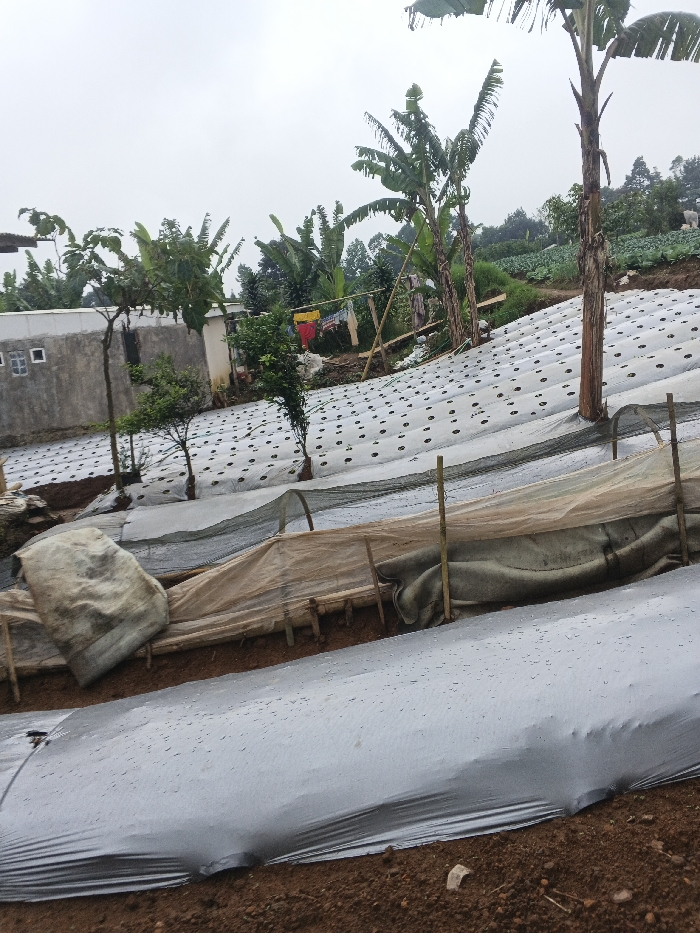 A hillside farm features rows of crops covered in silver and white plastic sheeting with evenly spaced holes. Some rows are protected by bamboo frames and translucent fabric. Banana trees and other vegetation grow on the slope. A white building with small square windows sits on the left side. Clothes hang on a line near a bamboo structure. The sky is overcast.