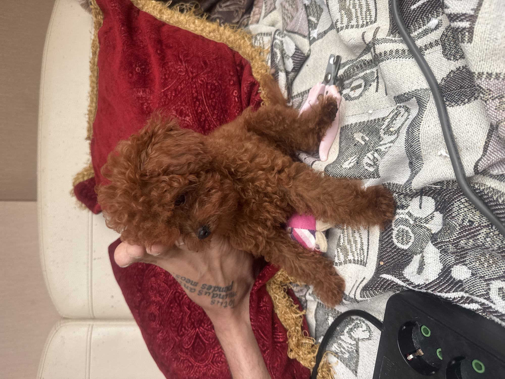 The image depicts a small, reddish-brown poodle puppy sitting on a patterned blanket. The puppy has curly fur and is looking slightly to its left. A human foot with a tattoo on the ankle is visible to the left of the puppy. The tattoo appears to be in Latin script. A red, textured cushion with gold trim is behind the puppy. In the foreground, a black power strip with multiple outlets is on the left side of the frame, and a pair of pink nail clippers is near the puppy's front paws. A dark cable is running across the blanket. The overall environment suggests an indoor setting, possibly a bed or sofa. There is no discernible information in the image that would indicate the location within the city of Sochi, Russia.