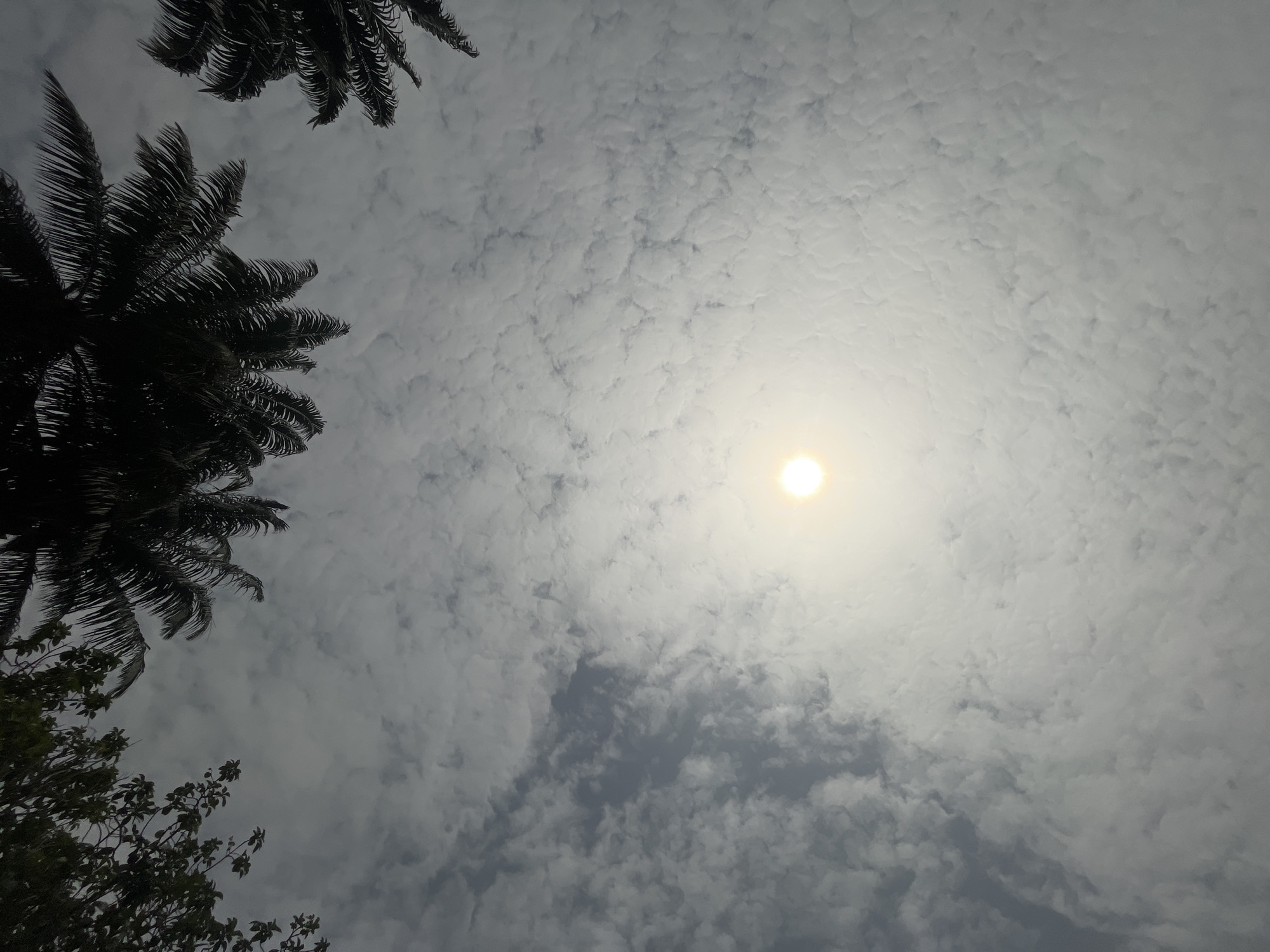 The image, likely taken in Ikot Ekpene, Nigeria based on the prompt, shows a view looking upward into a cloudy sky with the sun visible through the clouds. Two palm trees are silhouetted in the upper left corner of the frame. Additionally, some other trees are visible in the lower left corner. The clouds are layered and dense, obscuring much of the blue sky.