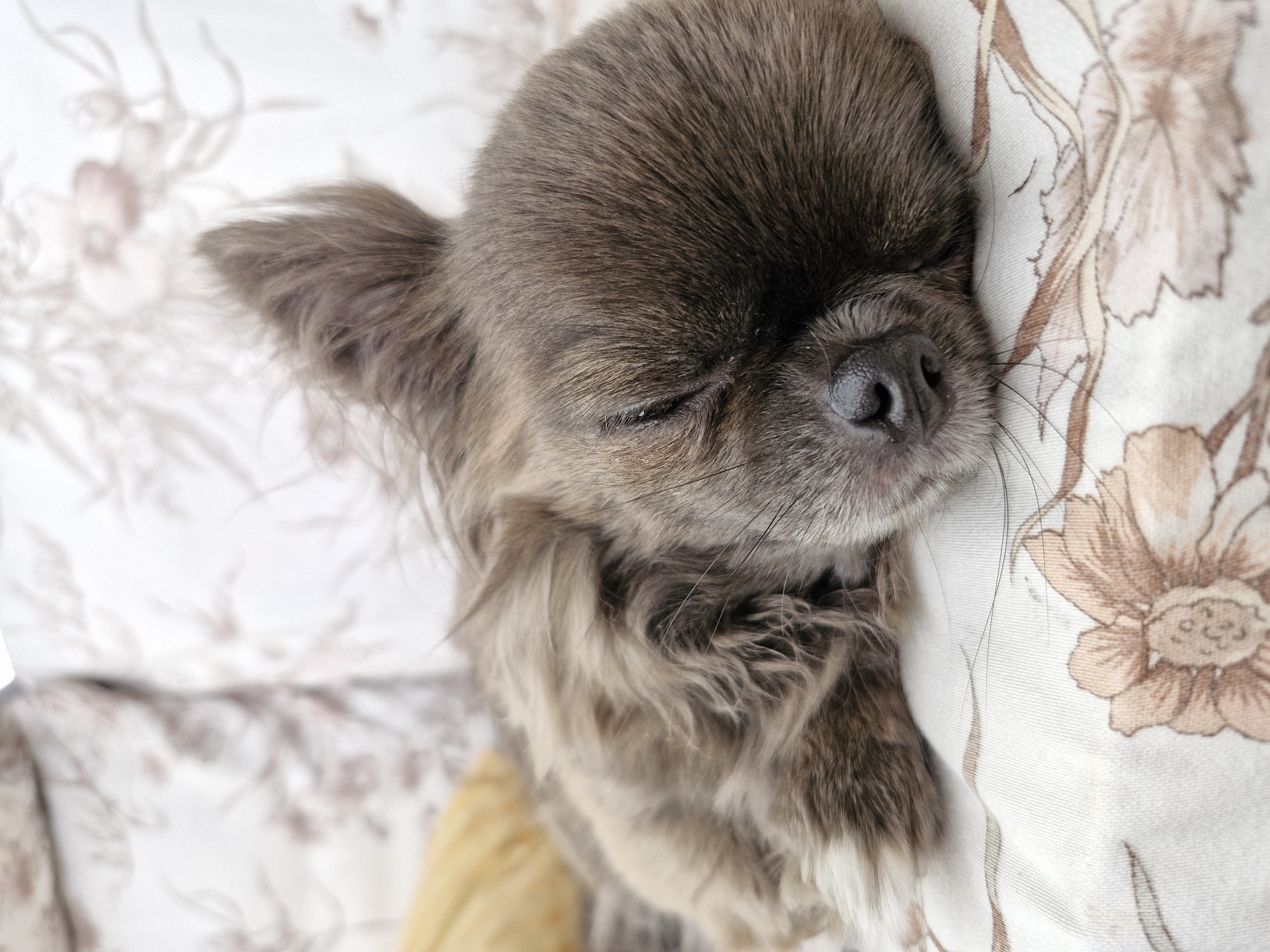 A long-haired, grayish-brown small dog is depicted sleeping on a patterned fabric surface. The dog is positioned on its side with its eyes closed. Its fur exhibits variations in tone, appearing predominantly charcoal grey and light brown. A dark, textured snout is visible at the forefront of the dog's face, along with several thin whiskers. One ear, covered in long fur, is partially visible and slightly erect. The animal is resting on an off-white or cream-colored fabric adorned with a repeating pattern of stylized floral motifs in shades of light brown and pale pink. This patterned fabric extends into the background, suggesting an indoor setting. A blurred, light-yellow object is partially visible in the upper-left background. The scene is located in Unknown, Unknown.