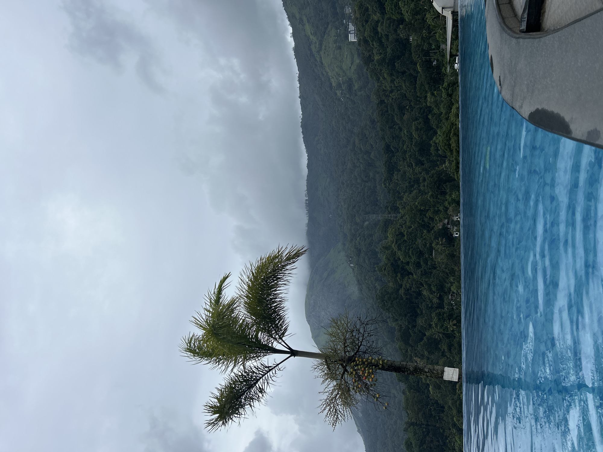 The image depicts a panoramic view from an infinity pool in Anachal, India, looking out towards a mountainous, forested landscape under an overcast sky. The upper two-thirds of the frame are dominated by a gray, cloudy sky with diffuse light. Below the sky, several layers of verdant, densely forested mountains extend across the midground. The peaks of the distant mountains are partially obscured by clouds or mist. A few structures, including what appears to be a multi-story building with a white and blue facade, are visible among the trees on the lower mountain slopes, along with a metallic power line tower on the left side.
In the left midground, a tall, slender palm-like tree with long, spiky green fronds stands prominently. Attached to or growing alongside its trunk is a smaller, branchier tree or shrub laden with clusters of numerous small, round fruits that appear orange and yellow. A rectangular piece of white material is wrapped around the lower trunk of the main tree. The bottom third of the image is occupied by the clear, blue water of an infinity pool, displaying ripples on its surface, suggesting gentle movement. The dark gray, curved edge of the pool deck is visible in the bottom right foreground, providing a stark contrast to the blue water. No individuals are present in the scene.