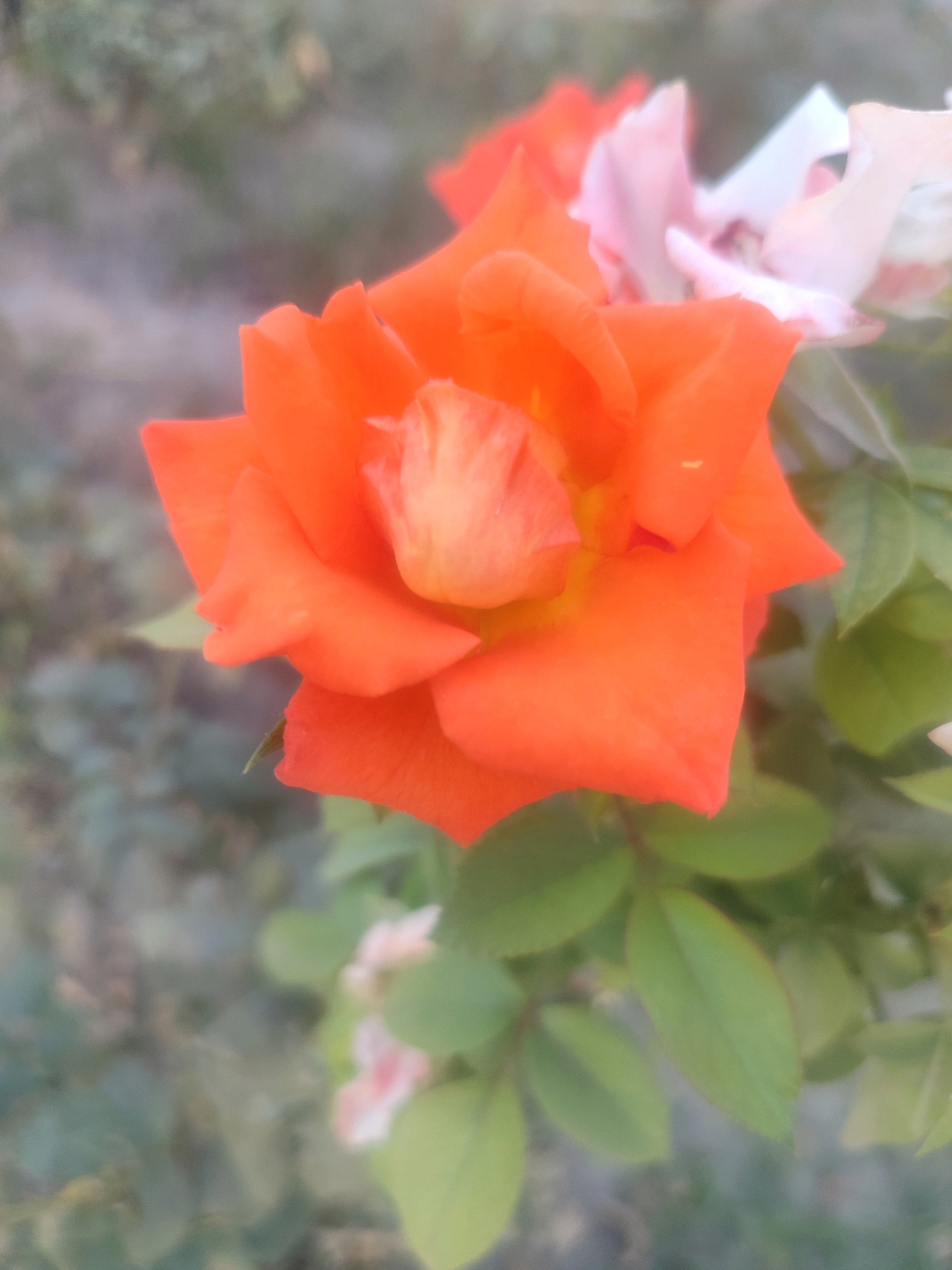 A close-up, slightly blurred shot focuses on a vibrant orange rose in the foreground. The rose's petals are a rich, saturated orange, with hints of yellow at the center. Behind the orange rose, a cluster of lighter pink and white flowers are visible, also slightly out of focus. Green rose leaves and stems are interspersed throughout the frame, providing a natural backdrop. The background is a soft, diffused blur of muted green and grey, suggesting an outdoor setting, possibly a garden or park. There are no people or animals present in the image. The overall impression is one of natural beauty and gentle decay, with the vibrant bloom contrasting against the soft, out-of-focus surroundings. There is no specific information that can identify this location within Tashkent, Uzbekistan.
