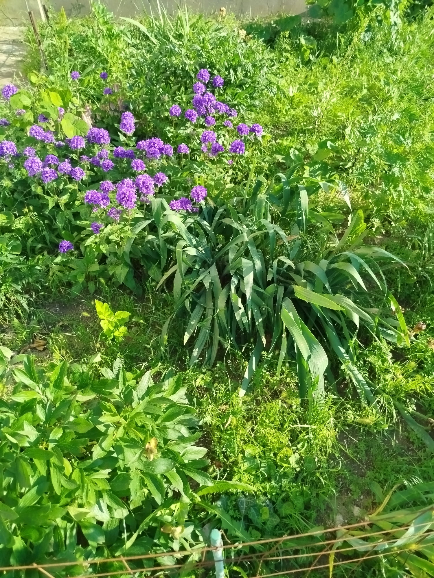 The image is a medium-shot, full-color photograph of a garden area with a variety of plants. In the foreground and midground, there are clusters of bright purple flowers, some of which appear to be bell-shaped. These flowers are interspersed with lush green foliage, including broad, sword-like leaves of a plant that resembles iris or lily. The background is dominated by tall, vibrant green grass and other leafy plants, bathed in bright sunlight. A thin, horizontal wire fence is visible in the lower portion of the frame, with two white posts supporting it. The ground appears to be a mix of soil and plant debris. The scene suggests an outdoor garden environment, possibly in a residential backyard or a park. There are no people or animals present in the image. The lighting indicates it is daytime, with strong sunlight casting shadows and highlighting the textures of the plants.