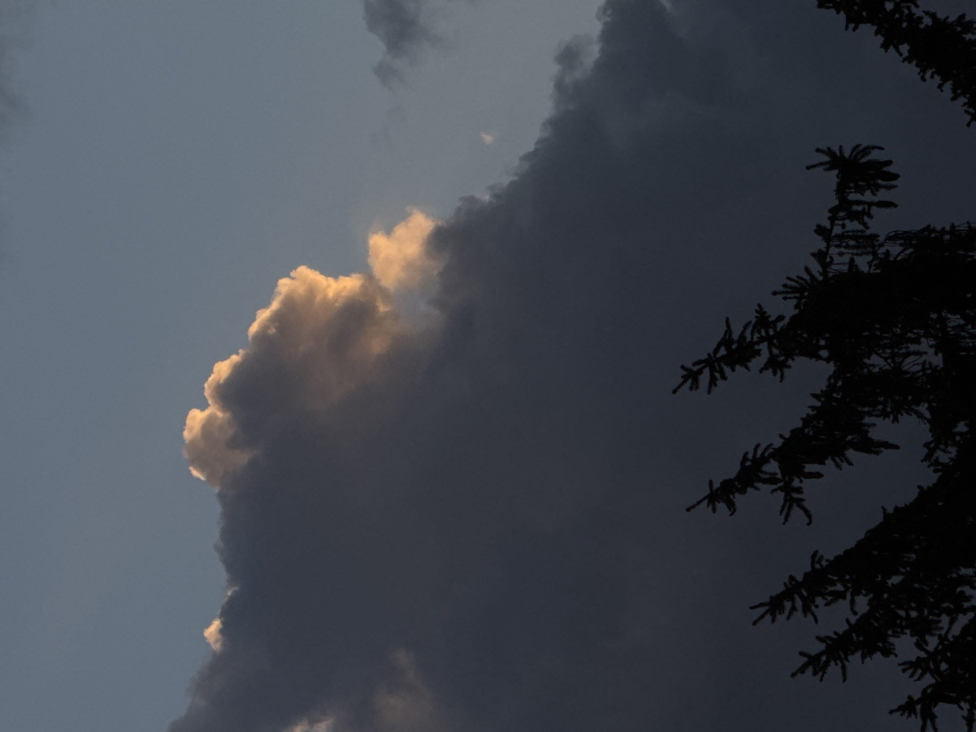 The image depicts a partially cloudy sky, with a bright, sunlit cloud on the left juxtaposed against a large, dark storm cloud dominating the right side. The sky visible behind the lighter cloud is a pale blue-grey. Silhouetted branches of a coniferous tree are prominent in the lower right corner, adding a sense of depth and scale. Without further information, it is impossible to pinpoint the exact location in Sofia, Bulgaria. The image focuses on a natural scene of clouds and trees.