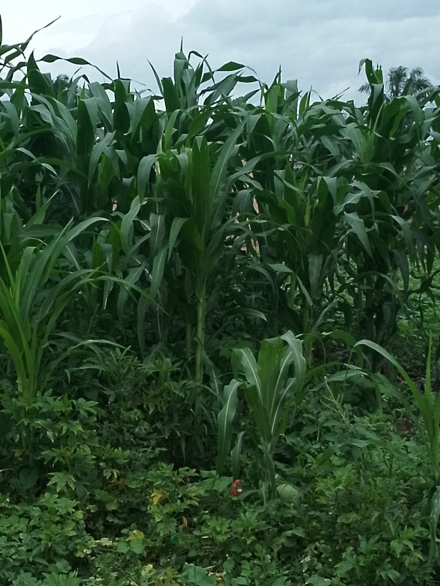 The image shows a dense field of green corn stalks and other lush vegetation under a cloudy sky. The corn stalks are tall and leafy, with some appearing to be in different stages of growth. The ground is covered with a variety of smaller plants and undergrowth. In the foreground, there is a small, bright red object which appears to be a flower or berry, and a pale green spherical object, possibly a fruit or vegetable, partially obscured by leaves. The background shows more of the dense foliage, with the tops of some taller stalks reaching towards the sky. There are no people visible in the image. The scene suggests a rural agricultural setting in Serti, Nigeria, with healthy, thriving crops.