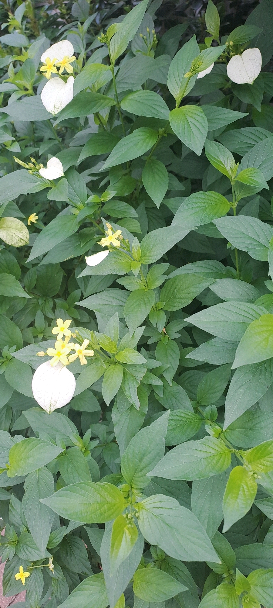 The image shows a close-up view of a dense shrub with lush green foliage and several delicate white and yellow flowers. The white structures are bracts, which are modified leaves that surround the actual flowers. The yellow parts are the true flowers, small and star-shaped. There are at least three distinct clusters of these flowers visible, with one cluster prominently displaying four yellow flowers and a large white bract in the upper left portion of the frame. Another cluster in the lower center also shows yellow flowers and white bracts. Smaller, developing flower buds are also visible. The leaves are ovate with pointed tips and prominent veins, typical of many flowering shrubs. The background is a soft blur of more green foliage, suggesting the plant is part of a larger garden or natural setting. The lighting appears natural, likely daylight, casting subtle shadows that highlight the texture of the leaves and petals. There is a hint of a red brick or paving stone at the bottom left edge of the frame, suggesting an outdoor urban environment. No people or animals are visible. The image's composition and detail suggest it was taken with a smartphone or digital camera at close range, focusing on the intricate details of the plant. The image is not specific to Hong Kong, China, or any other particular location, as there are no identifying landmarks or context clues.