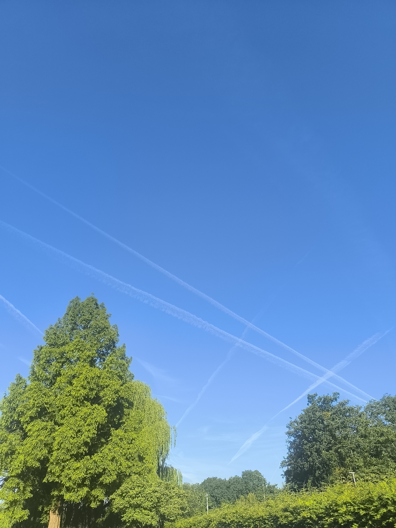 The image depicts a bright, clear blue sky with several white contrails crisscrossing it. The contrails suggest air traffic. Below the sky, a lush green tree line is visible, with a large, dense evergreen tree dominating the left side of the frame. To its right, a weeping willow drapes elegantly, and further to the right, other trees form a dense canopy. The bottom edge of the image shows a thick hedge of green foliage. The scene suggests a sunny day, likely late morning or early afternoon given the strong light and vibrant colors. There are no people or text visible in the image. The overall impression is one of a serene natural landscape under a busy sky. Given the location context of Boskoop, Netherlands, this could be a view of a park, garden, or countryside on a pleasant day.