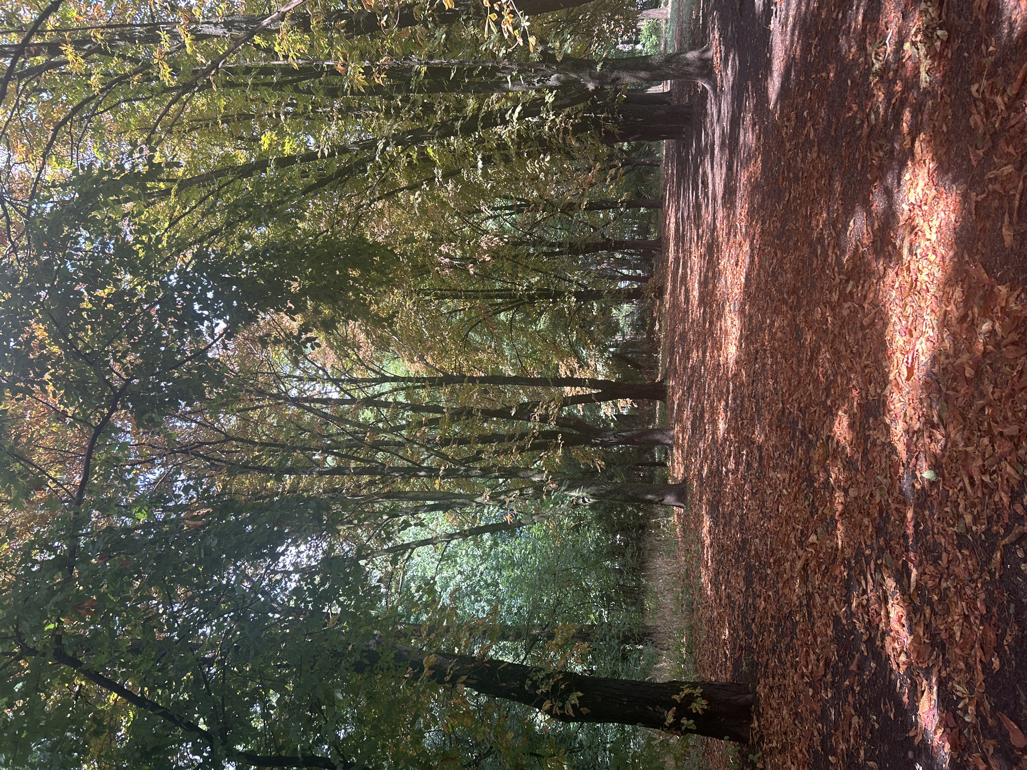 The image depicts an autumnal scene in a park. A pathway covered in fallen orange and brown leaves stretches into the distance, flanked by trees. The trees have sparse foliage, with some leaves still green and others displaying autumn colors of yellow and orange. Sunlight filters through the canopy, casting dappled shadows on the path and ground. The overall impression is one of a quiet, natural setting in the midst of fall. This scene is likely located in Krasnodar, Russia, as the prompt specifies. No people or specific objects are visible in the image.