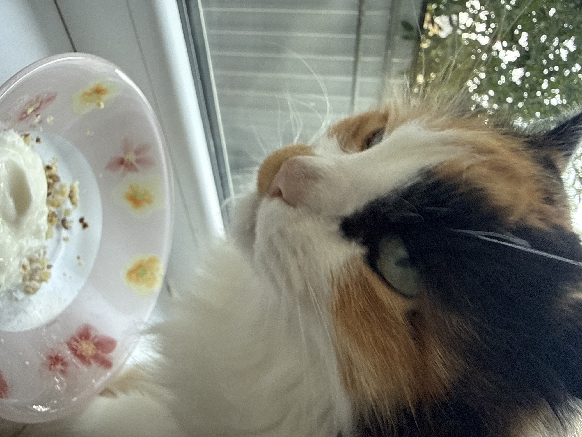 A calico cat with black, orange, and white fur is looking down at a pink floral bowl of food on a windowsill. The cat's face is partially visible, showing its green eye and pink nose. The bowl contains a creamy substance with some chopped nuts. Outside the window, green foliage and a fence are visible. The scene is an indoor setting, likely a residential environment.