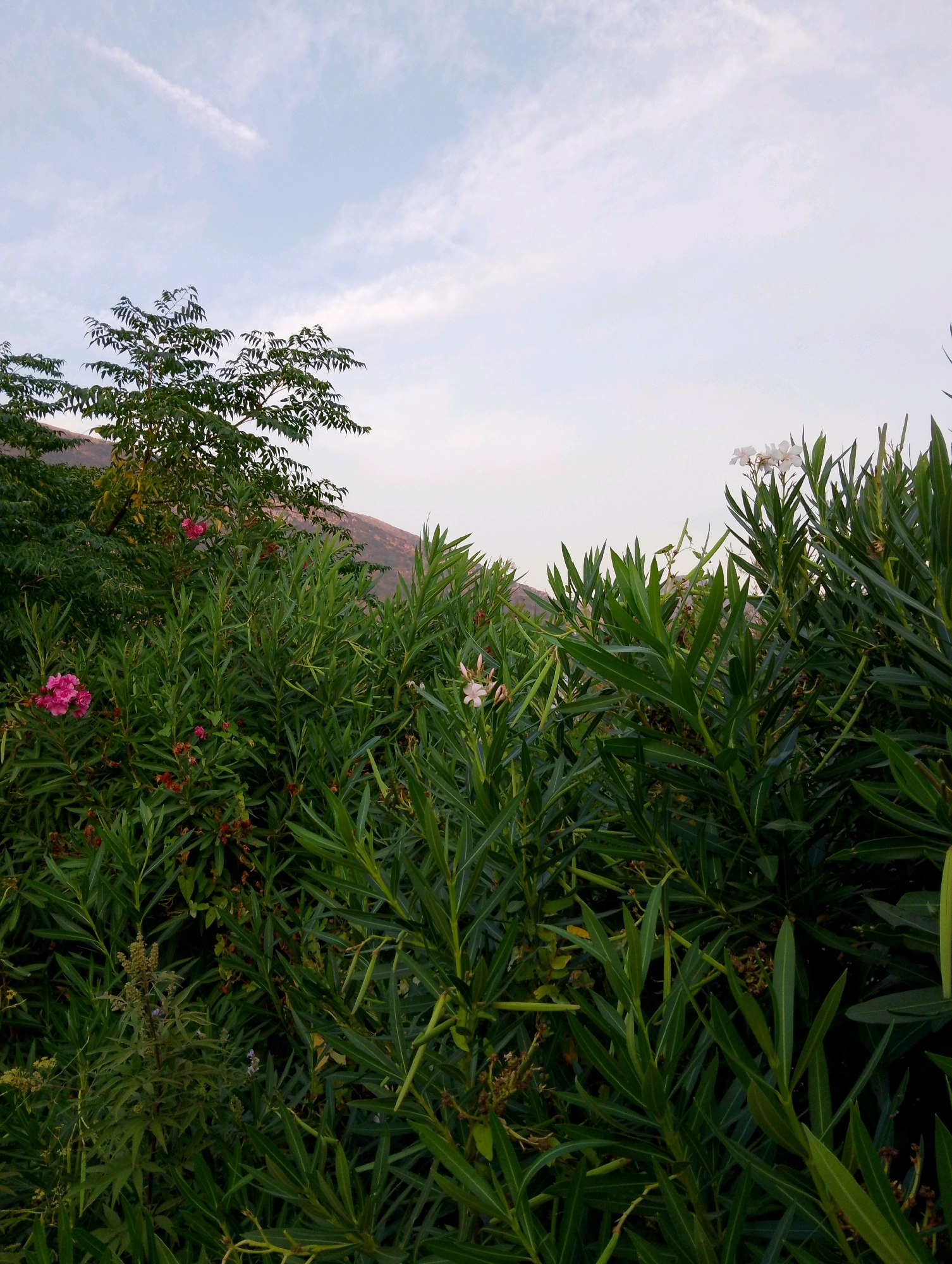 The image depicts a close-up view of dense green foliage, likely oleander, with several pink and white flowers interspersed throughout. In the upper left portion of the image, a tree with lighter green, feathery leaves is visible, and behind the foliage, a gently sloping hillside can be seen against a pale blue sky with thin, wispy clouds. The overall impression is that of a natural, outdoor setting, possibly a garden or a natural growth area. The scene does not contain any people, animals, or man-made structures. Based on the context provided, this scene is located in the city of Sutomore, Montenegro.