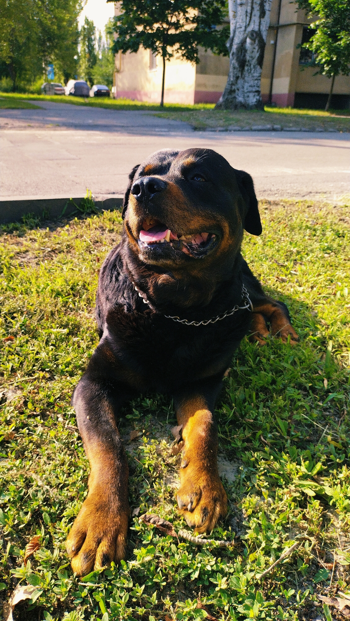 A Rottweiler dog is lying on green grass in front of a paved area, possibly a sidewalk or road. The dog is black and tan, wearing a metal chain collar. Its mouth is open, and its tongue is visible. In the background, there is a building with a light-colored facade and a large tree. Several cars are parked in the distance. The scene is outdoors, and the lighting suggests it is daytime, possibly late afternoon, given the long shadows. The location is identified as Horishni Plavni, Ukraine.