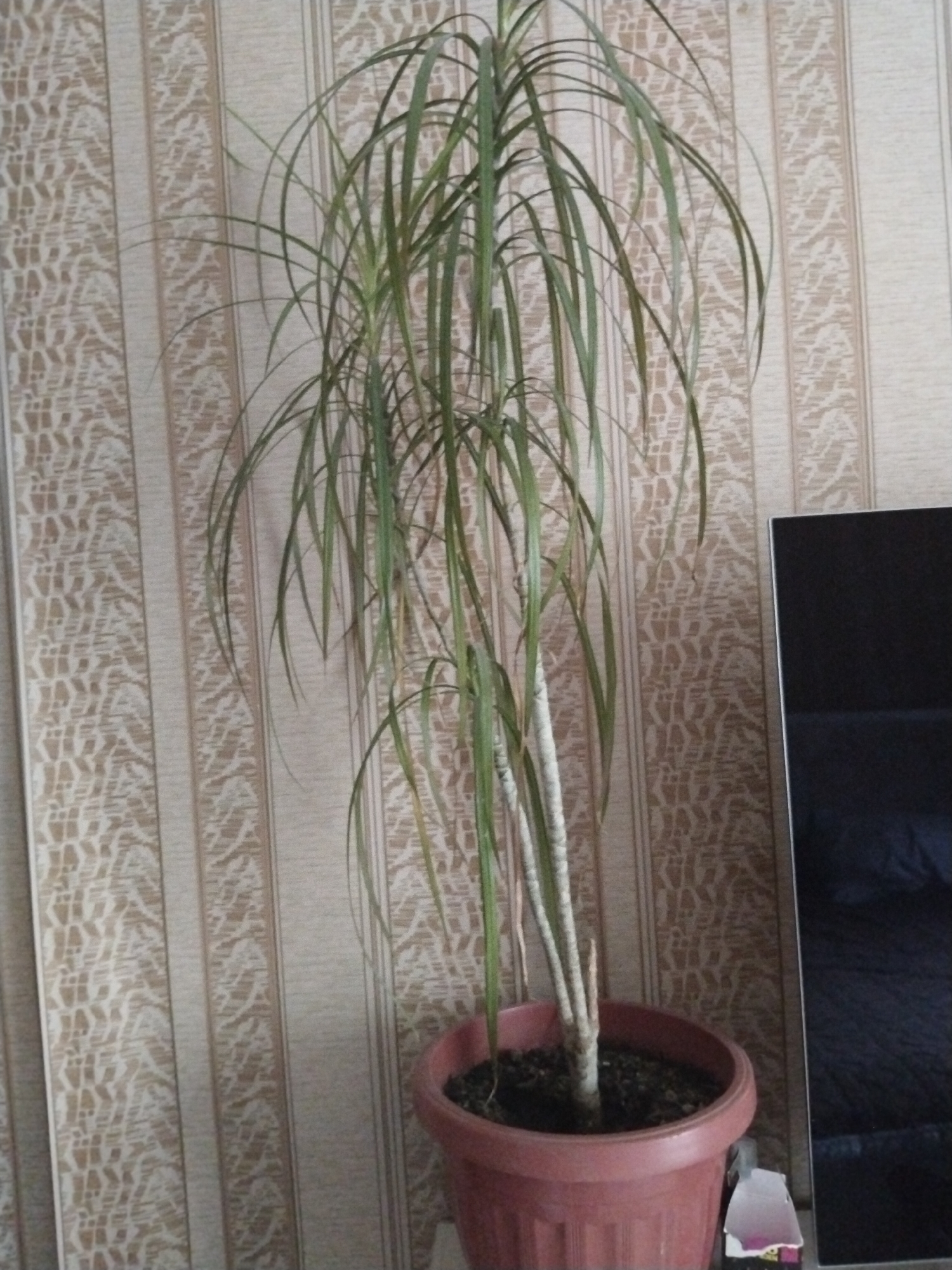 A tall, potted Dracaena plant stands in front of a beige and brown striped wallpaper. The plant has thin, green leaves that droop downwards. The pot is made of reddish-brown plastic and is filled with dark soil. To the right of the plant is the corner of a dark television screen. The scene appears to be indoors.