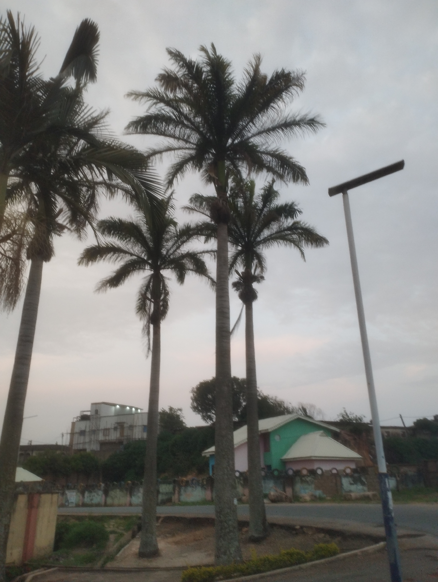 The image depicts an outdoor scene with several palm trees dominating the foreground. The sky is overcast with a muted gray hue. In the background, there are buildings, including a multi-story structure with visible lights and a smaller, brightly colored building with a green roof. A lamppost stands tall to the right of the palm trees. The overall impression is of a moderately urban or suburban environment, possibly in Jos, Nigeria, given the presence of palm trees and building styles common in West Africa. The image quality is moderate, with some blurriness and low light.