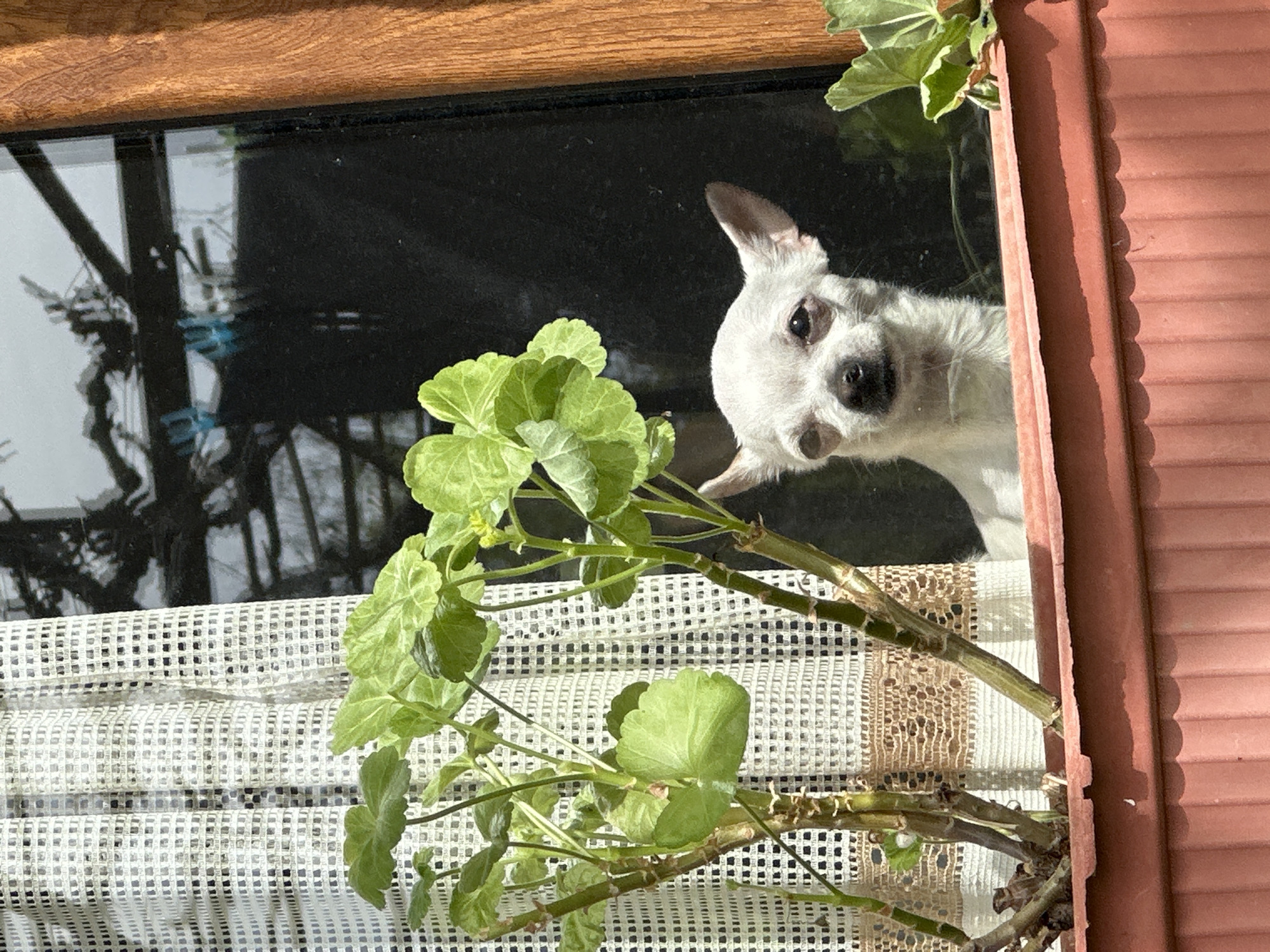 A small, white, fluffy dog, possibly a Chihuahua, is peeking out of a window in Chubra, Bulgaria. The dog's head is tilted, and it looks directly at the viewer with curious, dark eyes and a black nose. Its ears are partially perked up, suggesting alertness.
The dog is positioned behind a large plant with bright green, rounded leaves and thick stems, possibly a geranium, which is growing in a planter outside the window. The plant occupies a significant portion of the lower left and center of the frame. Below the plant, a light-colored, patterned, possibly woven or mesh curtain or blind is visible, drawn across the window.
The window itself has a dark wooden frame at the top. The glass pane reflects part of the exterior environment, showing what appears to be structures or trees in the background, though the reflections are somewhat indistinct. To the right of the dog, a reddish-brown structure with a corrugated or textured surface, possibly a shutter or part of an exterior wall, is visible.
The scene is brightly lit by strong sunlight, casting clear shadows, particularly on the corrugated reddish-brown element, indicating it is daytime. The overall impression is one of a domestic setting, with the dog observing its surroundings from a window. There is no visible text in the image.