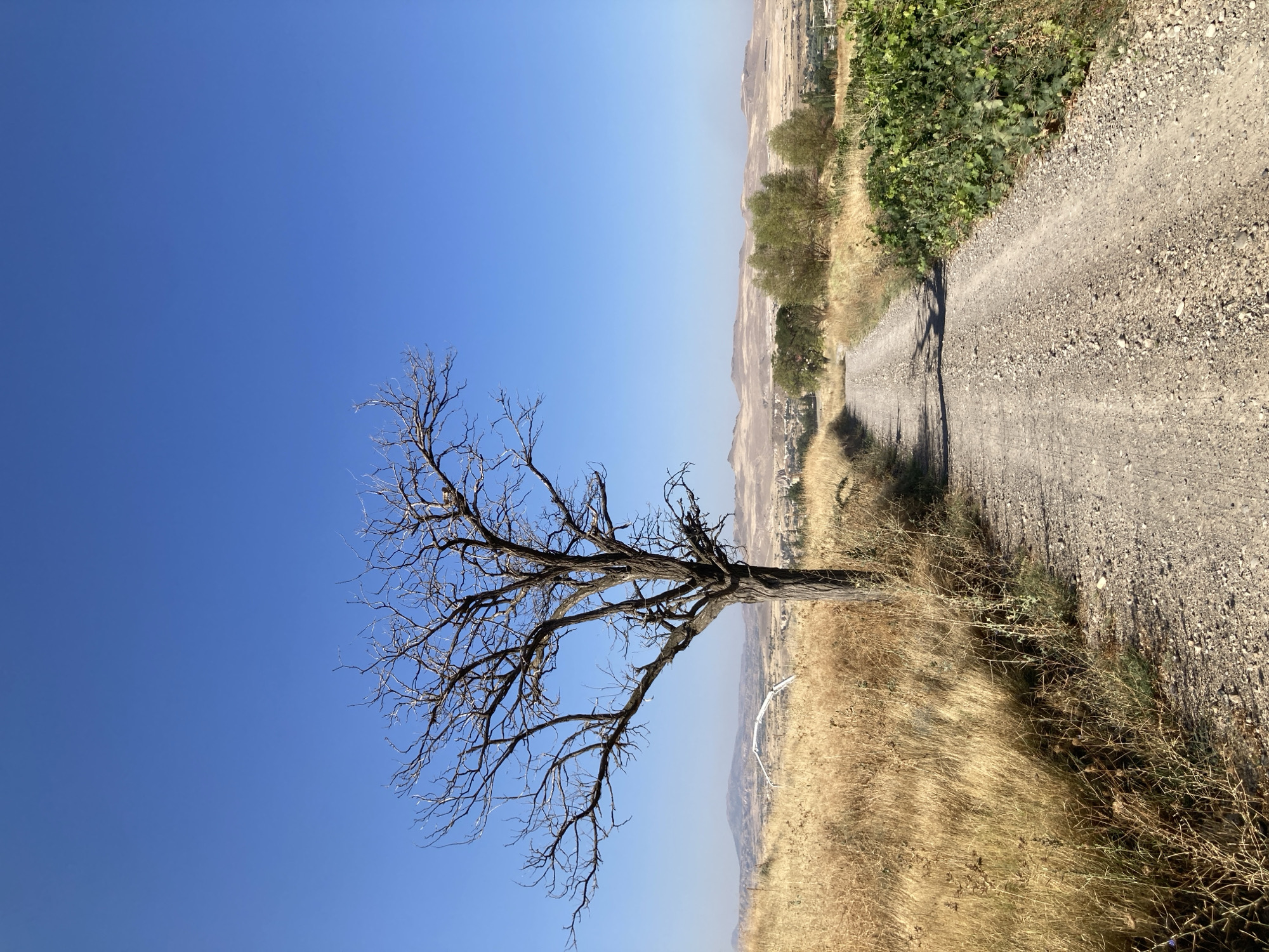 A lone, bare tree stands in a field of dry, golden grass. A dirt road curves through the landscape, leading towards a distant town nestled among rolling hills under a clear blue sky. The scene appears to be on the outskirts of Avanos İlçe Merkezi, Turkey, evidenced by the distinctive geological formations and architecture visible in the background. There are no people or animals present in the image. The overall impression is one of arid beauty and solitude.