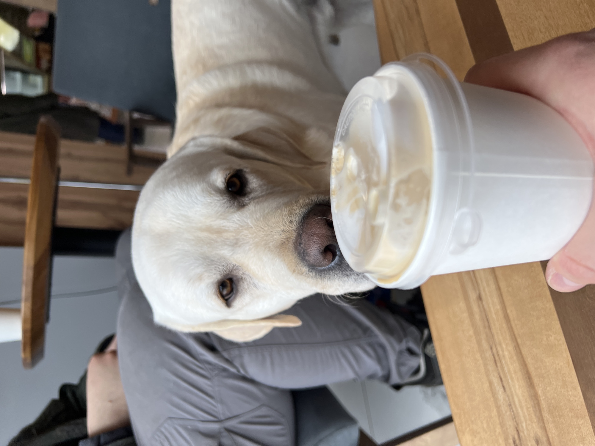 The image presents an indoor scene, likely in Mytishchi, Russia, focused on a light-colored dog and a human interaction. A cream-colored dog, resembling a Labrador or Golden Retriever, occupies the center and left of the frame. Its expressive brown eyes are fixed on a white plastic cup held by a human hand, and its pinkish-brown nose is pressed close to the cup's clear lid.
The human's hand, with light skin, holds a white, opaque plastic cup topped with a clear plastic lid. Inside, a light, frothy liquid, likely a treat such as a "pupuccino," is visible. Faint, raised text, including the word "CAUTION," is discernible on the clear lid. The dog appears eager and attentive, poised to lick or drink from the cup, suggesting a moment of sharing a special treat.
In the bottom-left portion of the image, part of a person's leg and torso, clad in dark grey pants or sweatpants, is visible, indicating the human is likely seated. The background features warm wooden surfaces, possibly a table and floor, suggesting a cozy, domestic environment. Further back, blurred elements include dark grey and lighter areas, consistent with indoor furniture and walls. The overall lighting is soft and even, indicating daytime. The scene captures a heartwarming and affectionate moment between a pet and its owner.