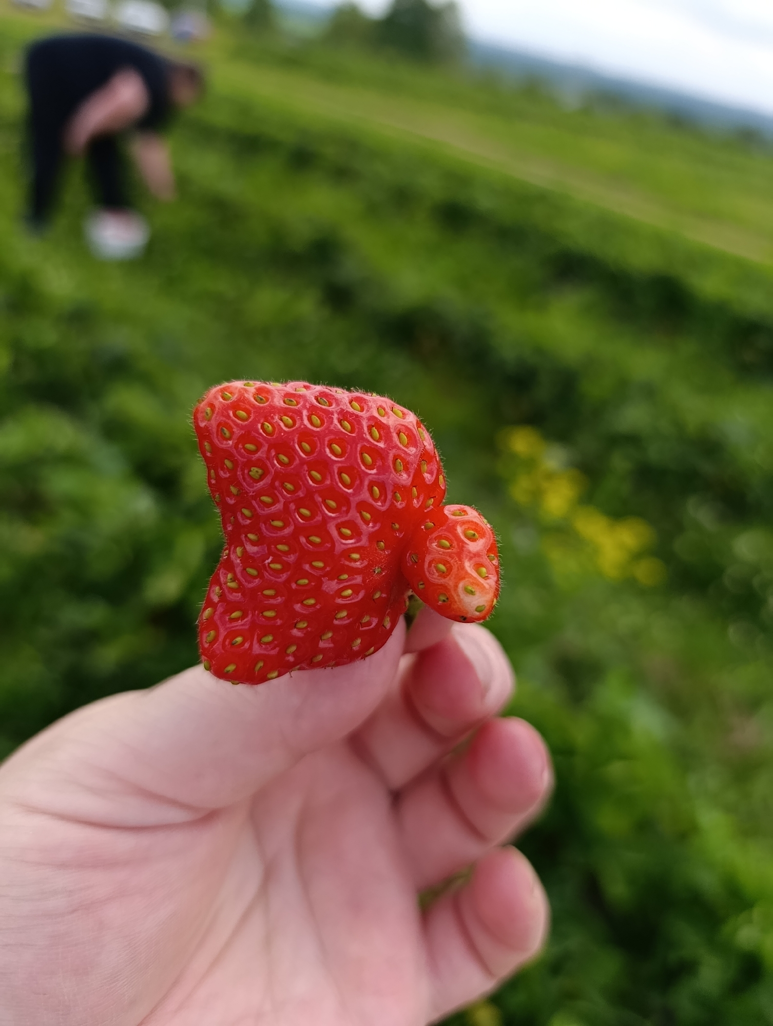 In a strawberry field in Foteni, Russia, a person is bent over, likely harvesting strawberries. In the foreground, a hand holds a misshapen strawberry with a smaller protrusion on its side. The strawberry is bright red with visible seeds. The background shows rows of green plants, suggesting a cultivated field. The sky is visible in the distance, with a slightly overcast appearance.