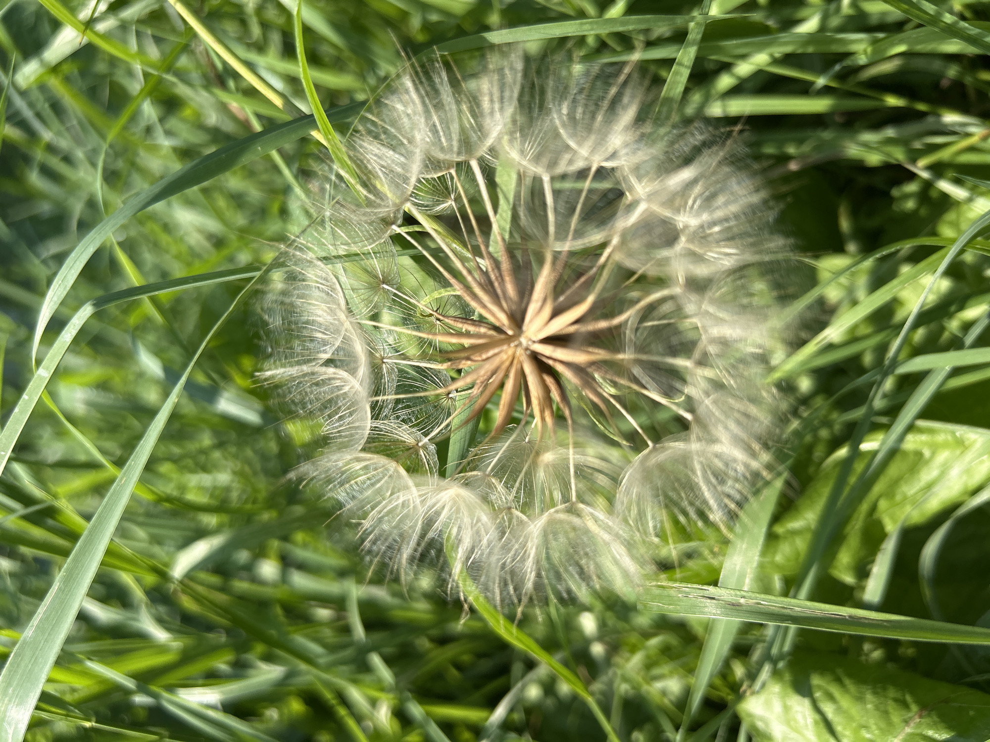 A close-up, overhead shot captures a dandelion seed head surrounded by green grass blades. The seed head, predominantly white and airy, has a brown center. The surrounding grass is a vibrant green, with some blades in sharp focus and others blurred, suggesting movement or a shallow depth of field. The lighting indicates it's daytime, likely outdoors in a grassy area.