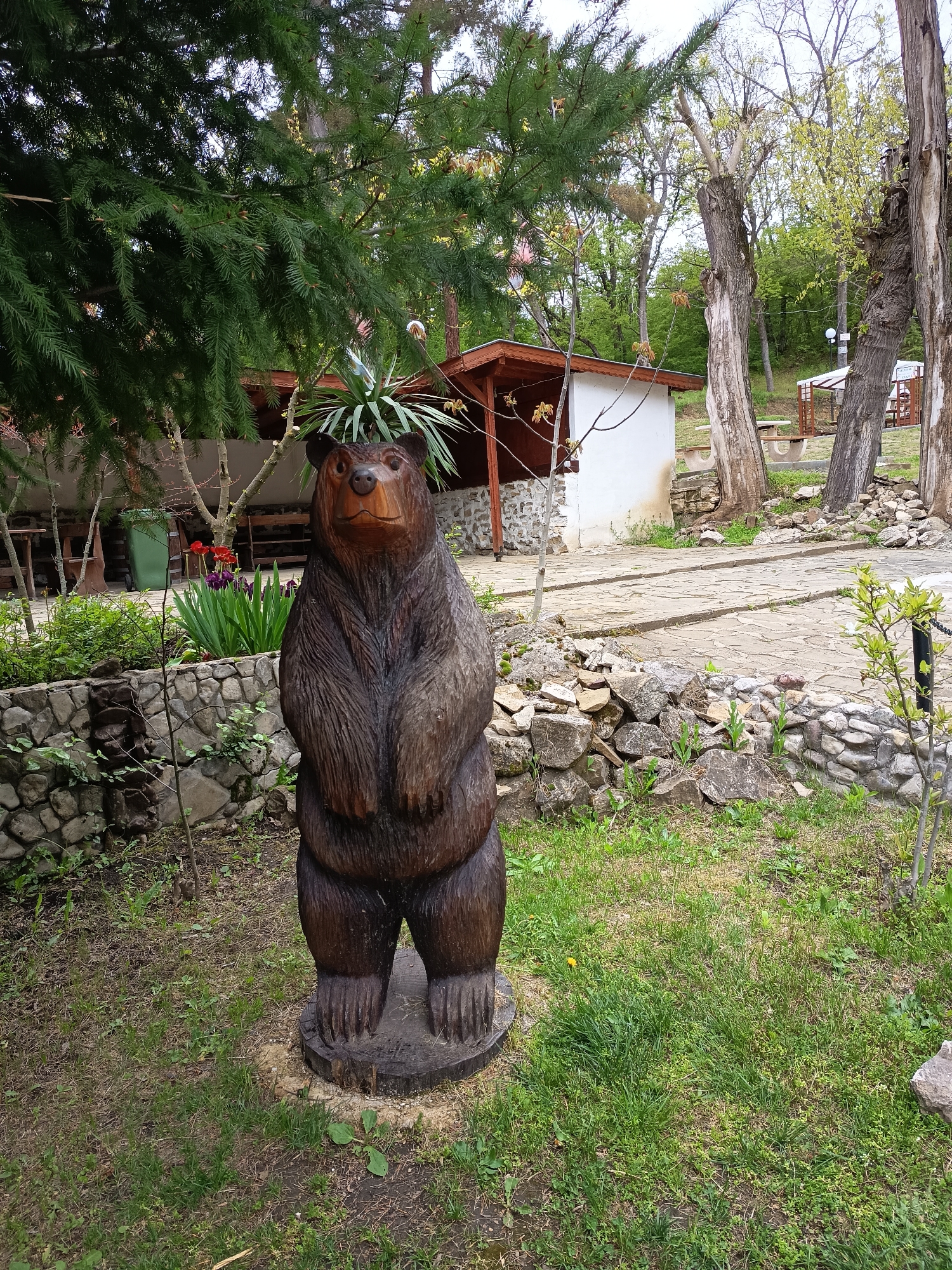 The image displays an outdoor setting, likely a garden or park area, centered on a large, dark brown wooden carving of a bear. The bear stands upright on its hind legs on a circular wooden base, facing slightly towards the left with a solemn expression. Its surface shows carved details mimicking fur.
The foreground features sparse green grass and scattered rocks. To the left of the bear, a dense evergreen tree with long needles extends into the upper left portion of the frame. Beneath this tree, a low stone wall borders a garden bed containing vibrant red and purple flowering plants and other green foliage. A green trash can and some rustic wooden tables and benches are partially visible under the tree.
A paved pathway, constructed from irregular light-colored stone slabs, meanders through the mid-ground towards the background. To the right of the bear, more loose rocks and low stone structures are visible, alongside a small plant with new green leaves.
In the mid-ground, behind the bear, stands a white building with a brown, gabled wooden roof structure. The background is dominated by numerous trees, some deciduous with early spring foliage, others more bare. Further back on the right, another smaller white building with a brown roof and several picnic tables or benches are visible, suggesting a recreational area. The sky appears overcast, providing diffused daylight. The scene is devoid of people or discernible activity, presenting a peaceful and static view. There is no visible text.