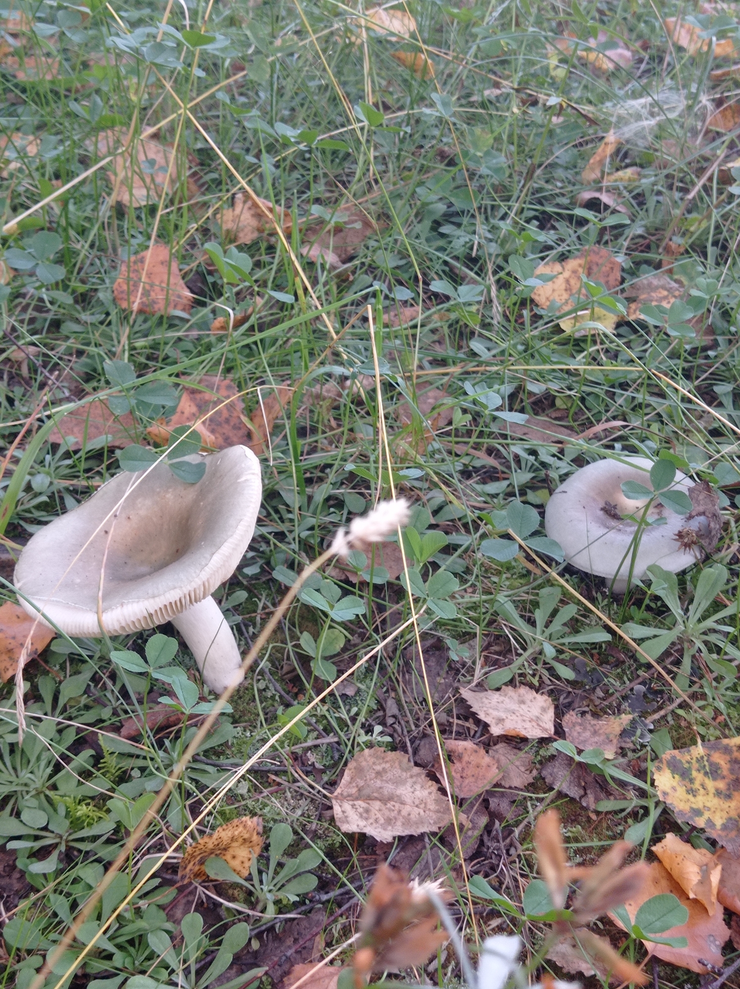 The image shows a close-up view of two pale, light-colored mushrooms growing in a natural, outdoor environment. One mushroom is larger and more prominently featured on the left side of the frame, with its cap tilted upwards and its gills clearly visible. The other mushroom, smaller and flatter, is situated to the right. Both mushrooms are surrounded by green clover leaves, blades of grass, and fallen autumn leaves in shades of brown and yellow. The ground appears to be covered in a mix of soil and decaying organic matter. There are no people or animals visible in the image. The lighting suggests it is daytime, possibly overcast. The scene is consistent with a wooded or grassy area where fungi naturally grow. This scene could be located in a park, forest, or even a garden in the city of Degtyarsk, Russia, during the autumn season.