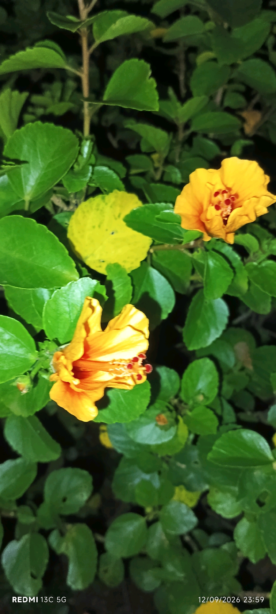This is a close-up photograph of two yellow hibiscus flowers blooming on a plant. The flowers are vibrant yellow with orange tinges and prominent red stamen. They are surrounded by lush green leaves, some of which are darker and some lighter, with one noticeably yellow leaf with dark spots in the background. The background is dark and out of focus, suggesting the photo was taken in low light conditions, likely at night. The lower left corner of the image displays the text "REDMI 13C 5G", indicating the phone used for the photograph. The lower right corner shows a timestamp: "12/09/2026 23:59". The scene appears to be an outdoor garden or natural setting. There are no people visible in the image. The location is specified as Sondiha North, India.