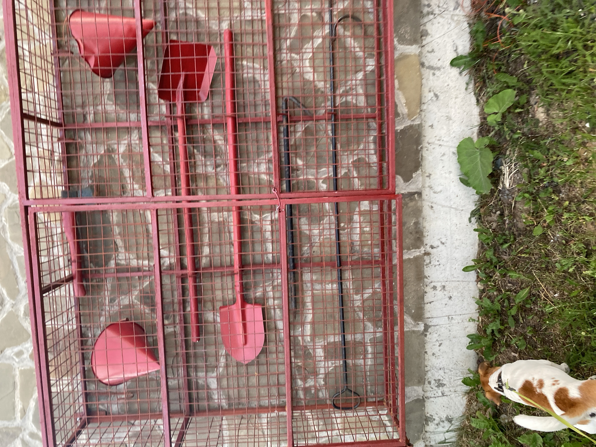 The image captures a section of a red metal grate structure against a stone wall. The grate contains several red metal tools, including what appear to be two small shovels and two bucket-like containers. Below the grate, a Jack Russell Terrier is visible from behind, on a leash and facing the ground. The dog is in a grassy area with some green plants. The environment suggests an outdoor setting, possibly a yard or garden. The location is identified as Bol'shoe Zaborod'e, Russia.