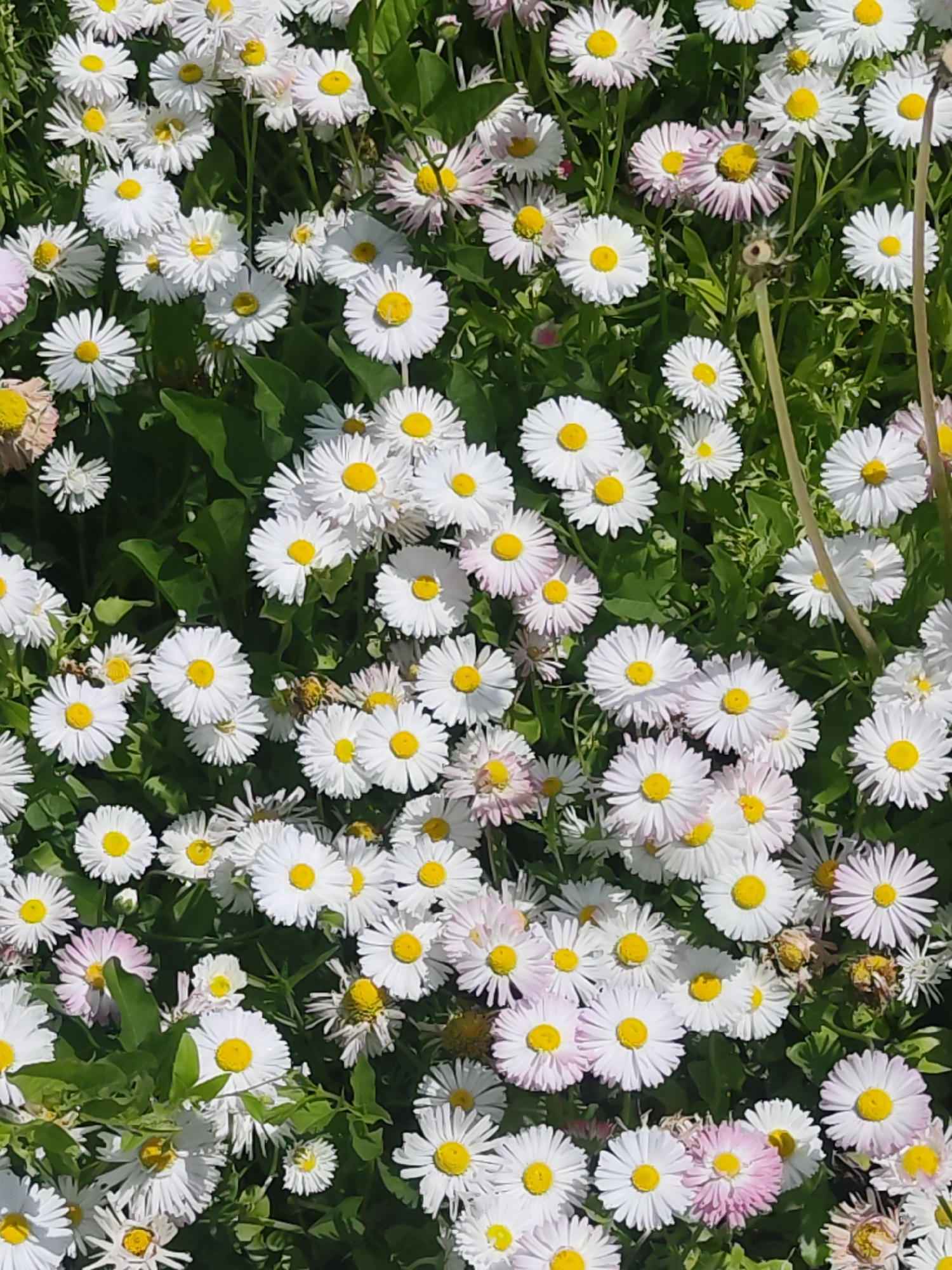 A densely packed bed of daisies fills the frame, some with white petals and yellow centers, while others have a slight pinkish hue on their petals. Green foliage peeks through the floral display. The location is within the city of Chaikovsky, Russia.