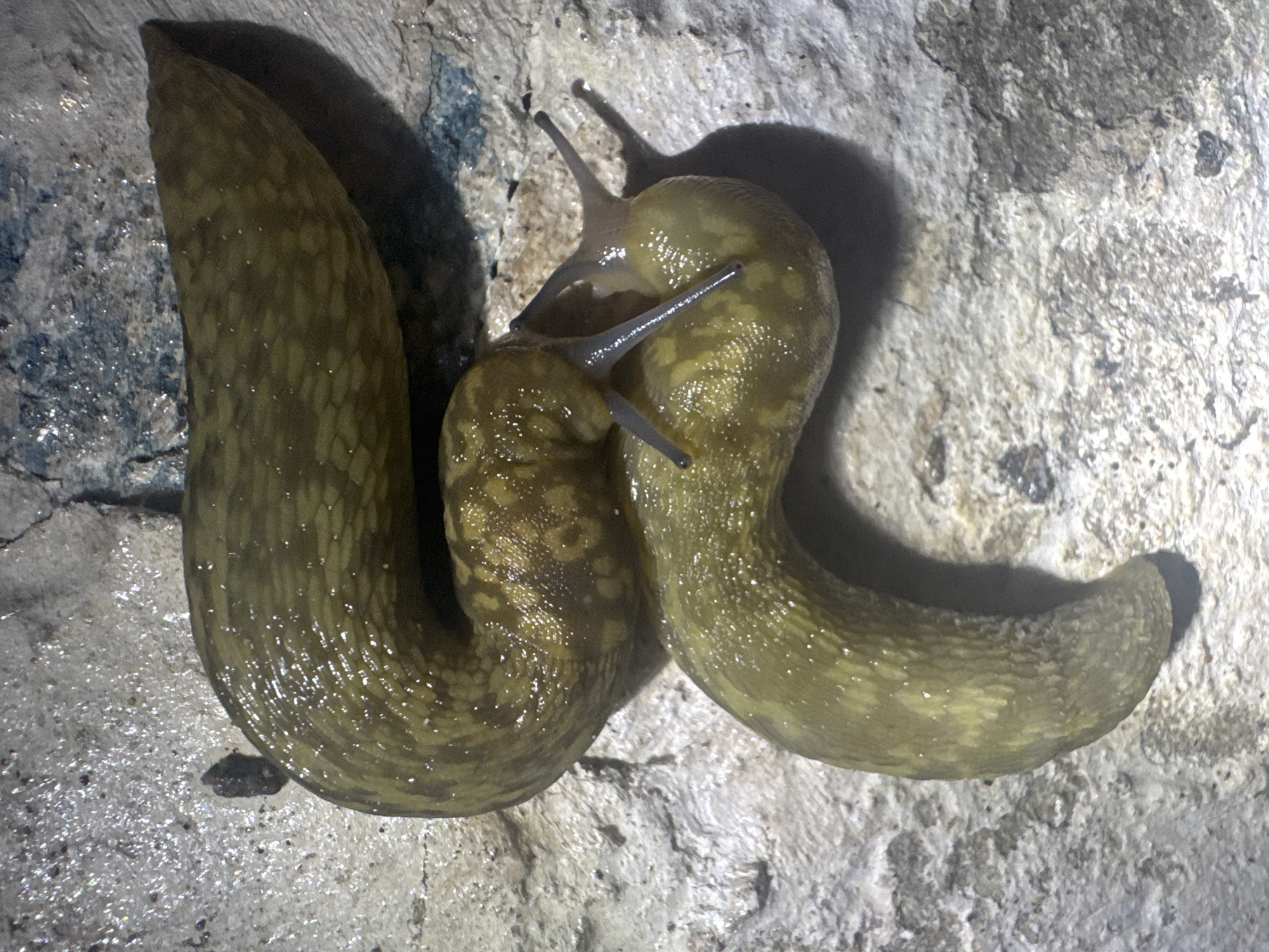 Two large, yellowish-green slugs with dark markings are positioned on a wet, textured concrete surface. One slug is coiled above the other, with its head touching the lower slug. The lower slug is curved, and its head is visible, extended towards the upper slug. The concrete surface appears to be outdoors, with some dark debris and a faint blue stain visible in the background. The lighting suggests it may be nighttime or a dimly lit area. The image focuses on the slugs and their immediate surroundings, with the background out of sharp focus. The scene does not depict any human activity. This image is from Shcherbanka, Ukraine.