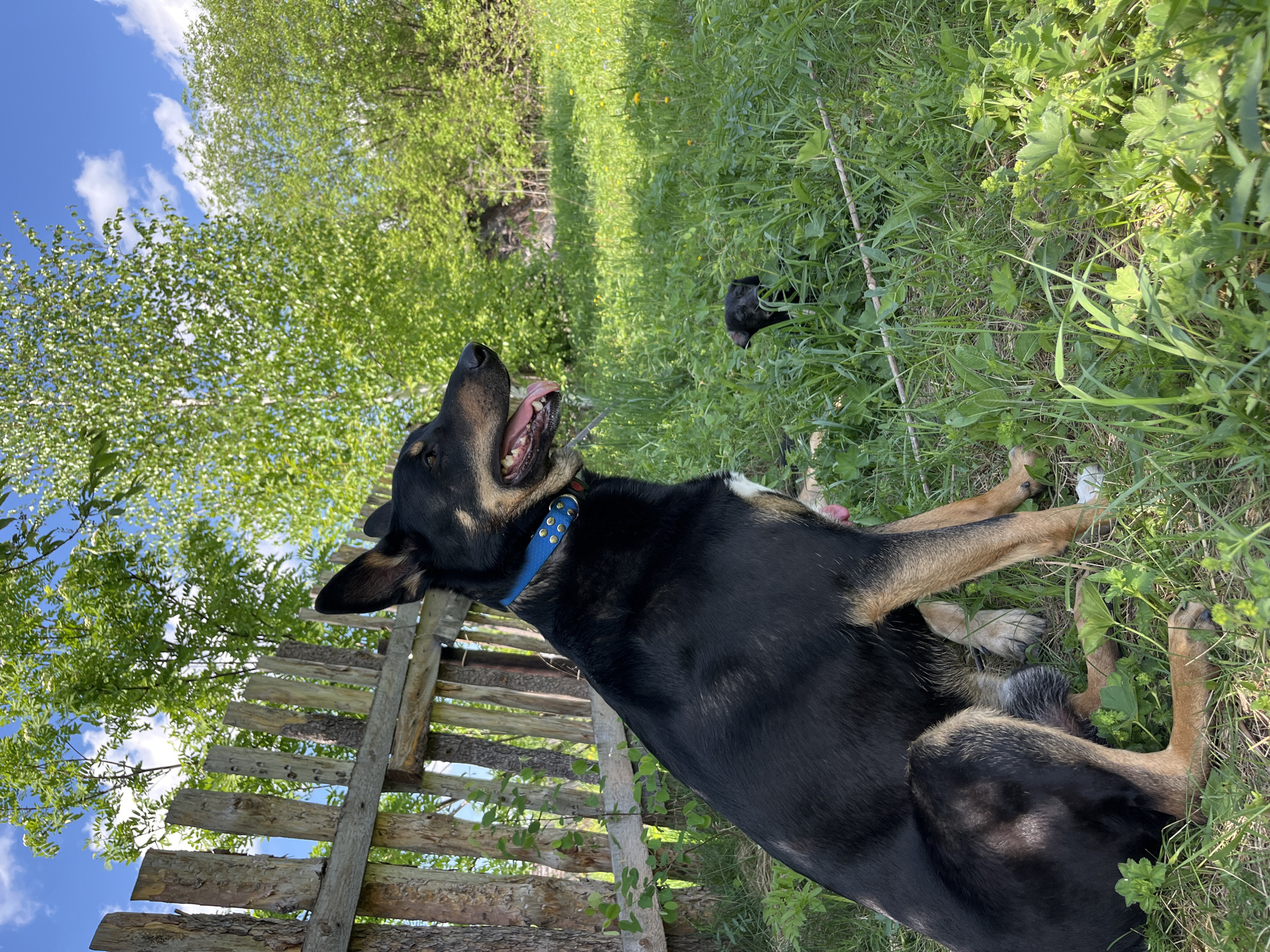 A medium-sized black and tan dog with a blue collar is lying in green grass, with a rustic wooden fence to the left and a blue sky with clouds visible in the background. A second black dog is partially visible in the background amidst the grass. The location is a grassy area with trees. The specific location in Nizhny Tagil, Russia cannot be determined from the image.