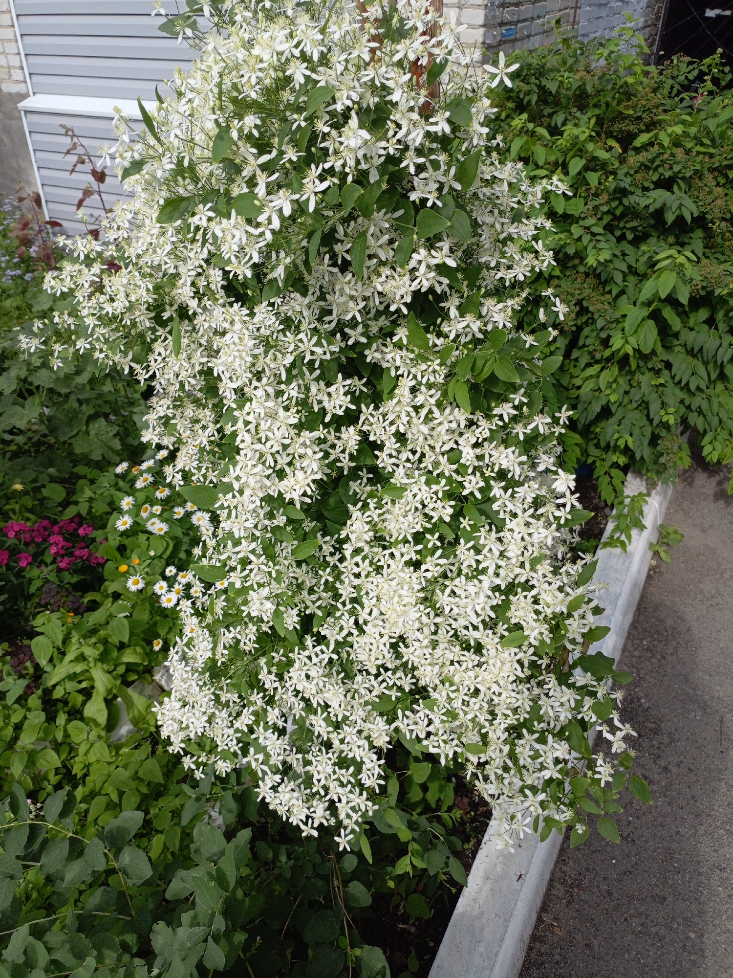 A white flowering vine cascades over a low concrete planter box in an outdoor urban setting. The vine is densely covered in small, star-shaped white flowers and green leaves. To the left of the vine, various other plants are visible, including pink flowers, small white daisies, and lush green foliage. In the background, a building with grey siding and brick accents is partially visible. The ground to the right of the planter box appears to be asphalt. The scene is likely a residential or public area within the city of Shadrinsk, Russia, given the architectural style and common urban landscaping. There are no people or animals clearly visible in the image. The lighting suggests it is daytime, with natural light illuminating the scene.