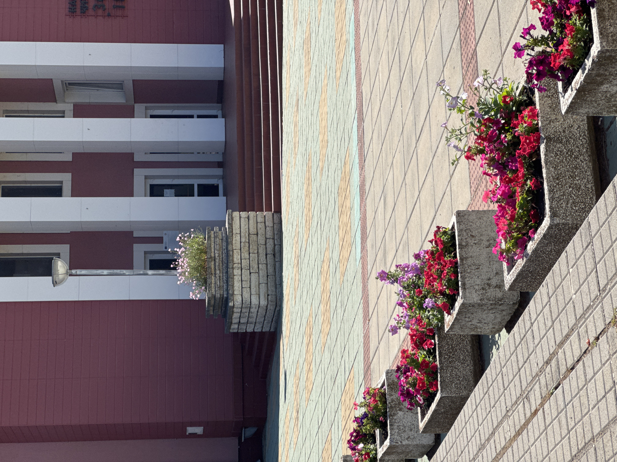 This is a daylight, eye-level, medium shot photograph of a paved plaza in front of a building. In the foreground, several concrete planters filled with vibrant pink, red, and purple flowers are arranged diagonally across the frame. The plaza pavement is made of square tiles in alternating green and tan colors. Behind the planters, a set of reddish-brown stairs leads up to the building's entrance. The building itself has a pink facade and is characterized by tall, white, rectangular columns framing doorways and windows. A single lamppost stands to the left of the entrance. In the distance, on the building's facade, there is signage that appears to be in Cyrillic script. The photograph captures an outdoor public space, likely in Shabla, Bulgaria, characterized by floral arrangements and architectural features. There are no people visible in the image.
