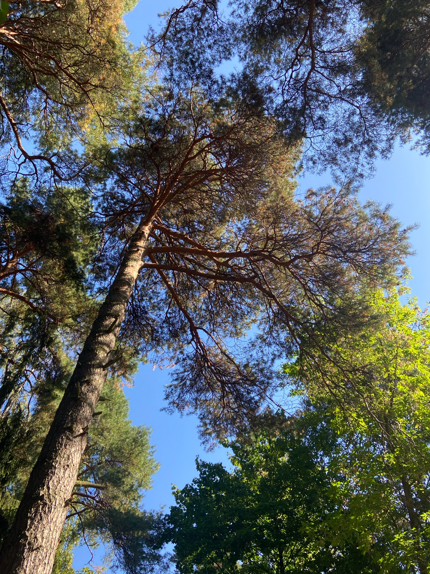 The image shows a low-angle view of tall trees against a clear blue sky. The trees appear to be a mix of pine and deciduous species, with the pine trees featuring long needles and brown bark, and the deciduous trees having dense green foliage. Sunlight filters through the branches, creating dappled shadows on the leaves and trunks. The scene suggests an outdoor environment, likely a park or forest area. No people or specific man-made structures are visible. The image does not provide any information about the city of Balashikha, Russia.