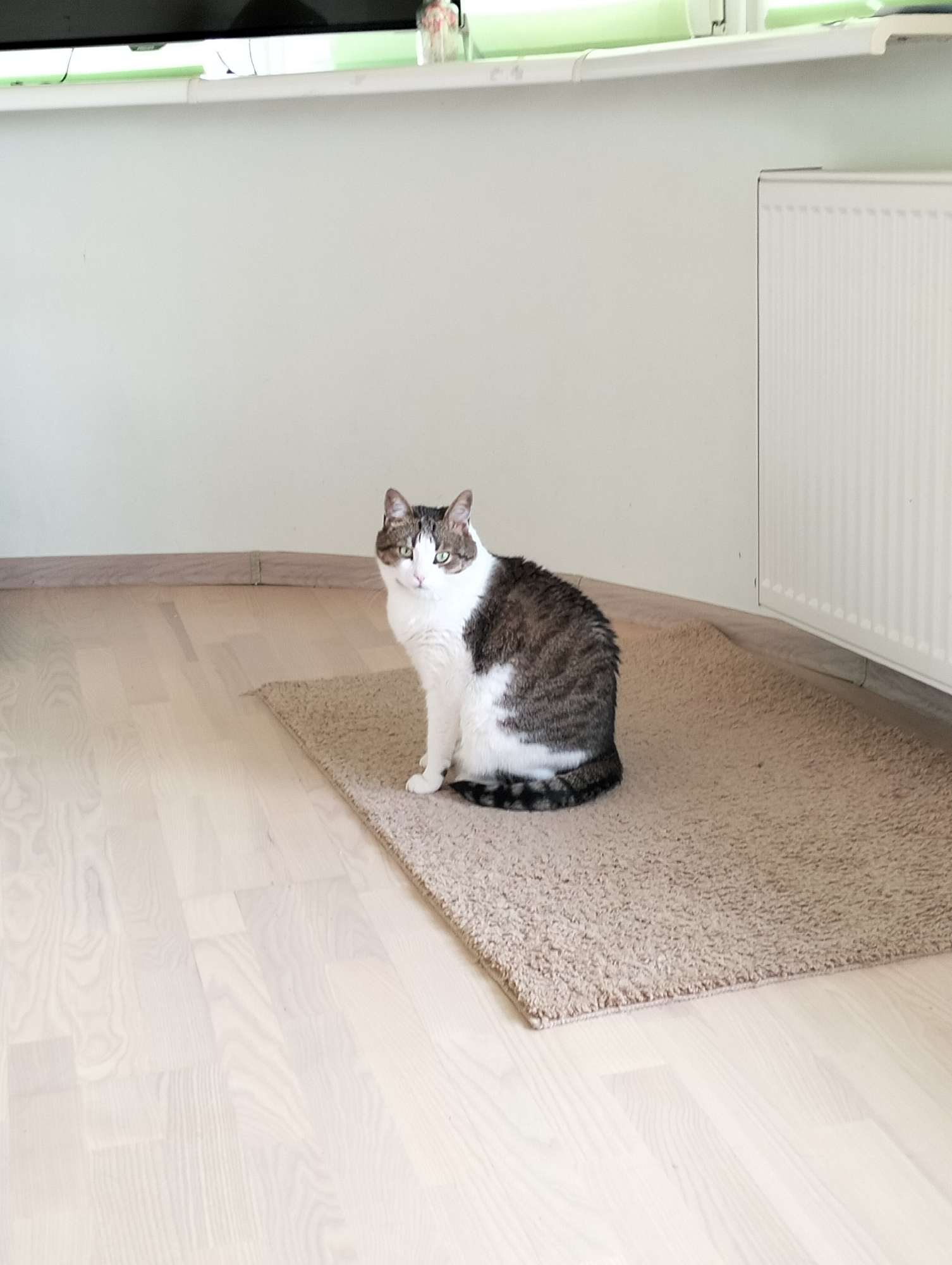 A medium shot captures a domestic interior scene featuring a cat resting on a brown shag rug. The cat, with a white and tabby coat, is positioned centrally on the rug, appearing to sit or crouch. The rug sits on a light-colored wood floor. Behind the cat and rug is a white wall, with a white radiator situated against the wall on the right side of the frame. A window sill, slightly out of focus, runs along the top of the wall. The location is Krykhivtsi, Ukraine.