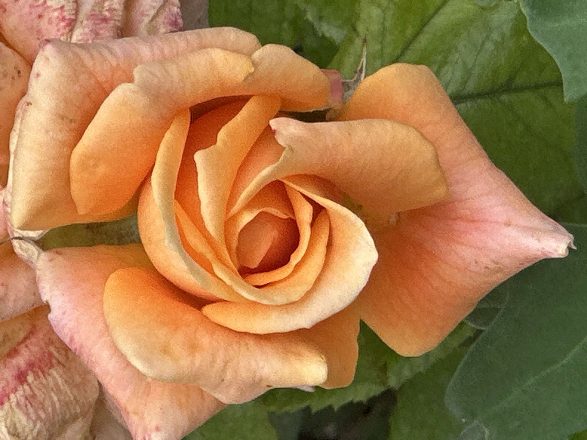 The image is a close-up, overhead view of a single peach-colored rose. The rose is in full bloom, with its petals tightly curled in the center and opening outward. The petals exhibit a gradient of color, transitioning from a deeper peach or coral hue in the center to a lighter, almost pinkish shade at the edges. Some of the outer petals are slightly curled and textured, showing delicate veins. The background consists of out-of-focus green leaves, suggesting the rose is growing outdoors. There is a hint of other flowers or petals in the upper portion of the image, with streaks of pink and white, possibly another rose or a variegated bloom. The lighting appears natural, casting soft shadows and highlighting the velvety texture of the rose petals.
The location of Lobacheve, Ukraine is not determinable from the provided image.