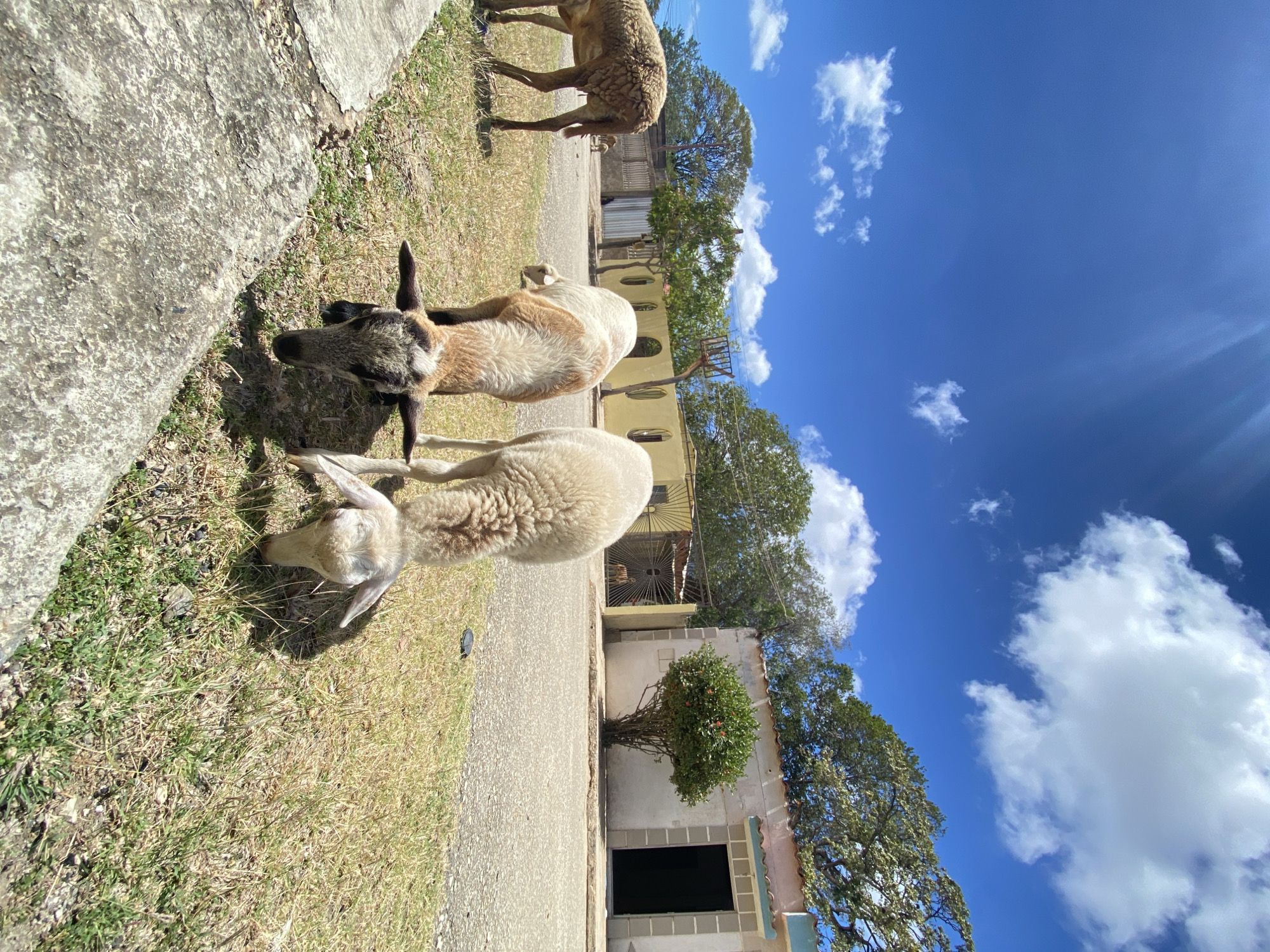 In Juan Griego, Venezuela, the image captures a sunny outdoor scene featuring several sheep grazing on grass near a concrete pathway. The sheep are light-colored with varying shades and markings. One has a darker head and neck. A building with arched windows and a tree growing out of a wall section are visible in the background, along with a bright blue sky with scattered clouds. The orientation of the shot is tilted, making the scene appear sideways.