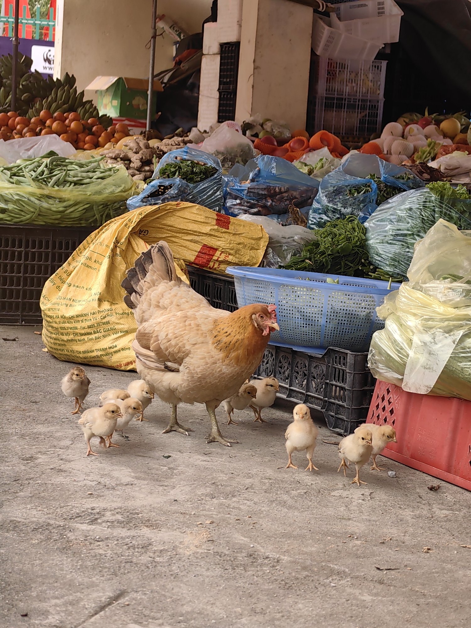The image shows a hen with her chicks in a market setting in Xã Đàm Thủy, Vietnam. The hen, light brown with darker tail feathers, is surrounded by about eight small, yellow chicks. The background consists of various market goods, including fruits like bananas and oranges, vegetables in plastic bags, and produce in crates. A yellow bag with Vietnamese text is visible near the hen. The setting appears to be an open-air market with a concrete ground.