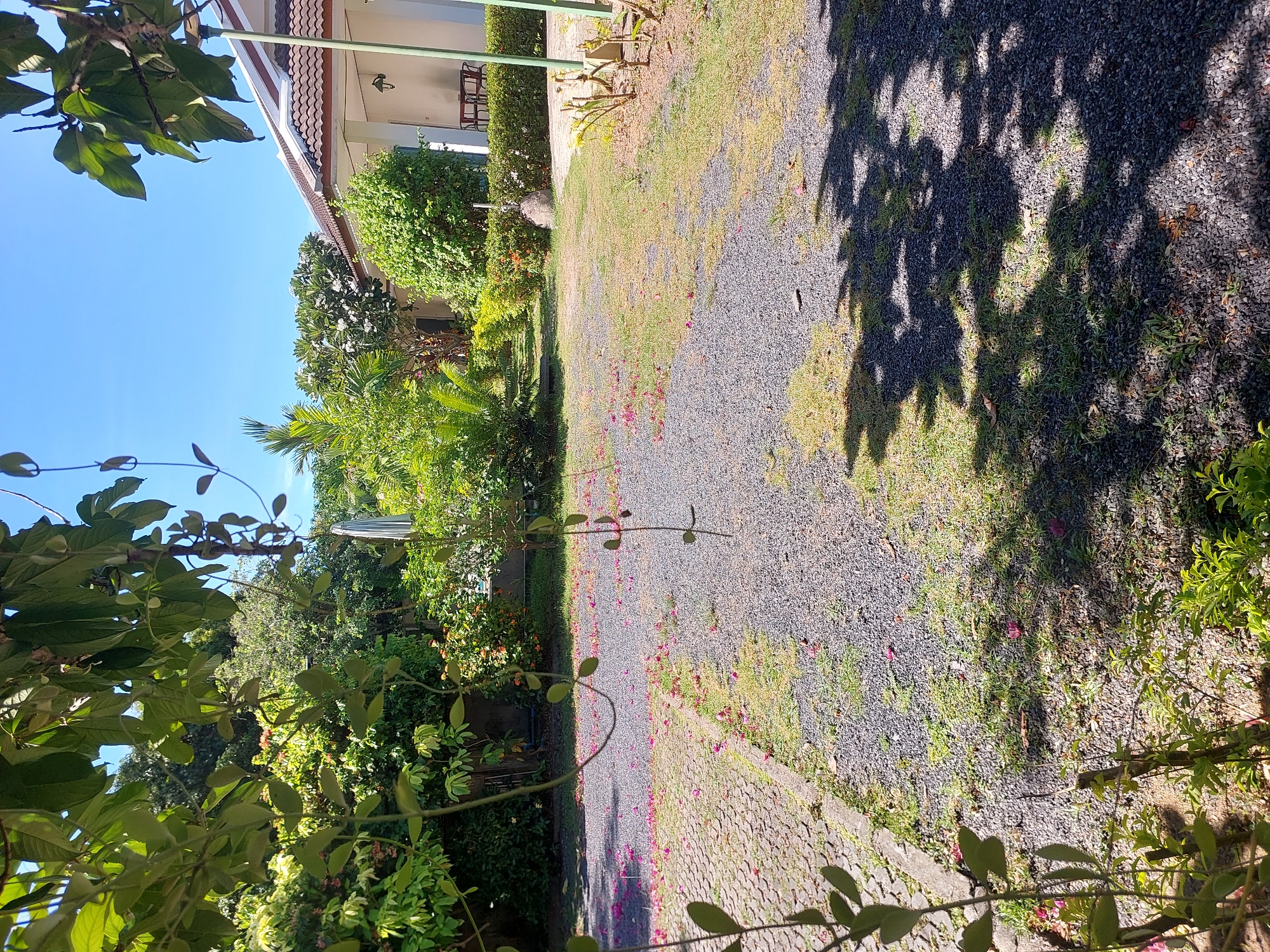The image depicts a paved area covered with gravel and scattered pink flower petals. To the left, there is a paved section with interlocking stones. Lush green foliage from overhanging trees partially obscures the view. In the background, a white building with a brown tiled roof is visible, suggesting it is a house or resort. There are some outdoor chairs and a table in front of the building. The scene is set outdoors under a clear blue sky. The location is identified as Baan Mae Nam, Thailand.
