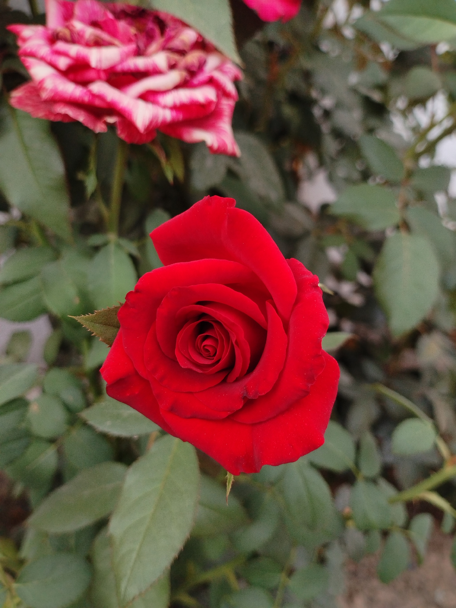A close-up, eye-level, outdoor shot features a single vibrant red rose in the foreground. The rose is fully bloomed, with tightly wound petals forming a spiral at its center. To the left and slightly behind, a blurred pink and white rose is visible. The background consists of lush green leaves and stems, creating a soft bokeh effect. The lighting appears natural, suggesting it was taken during daylight. The image conveys a sense of natural beauty and tranquility, with no discernible human presence or activity. The setting is likely a garden or park, common in urban areas such as Kyzyl-Kyya, Kyrgyzstan, known for its greenery and floral displays.