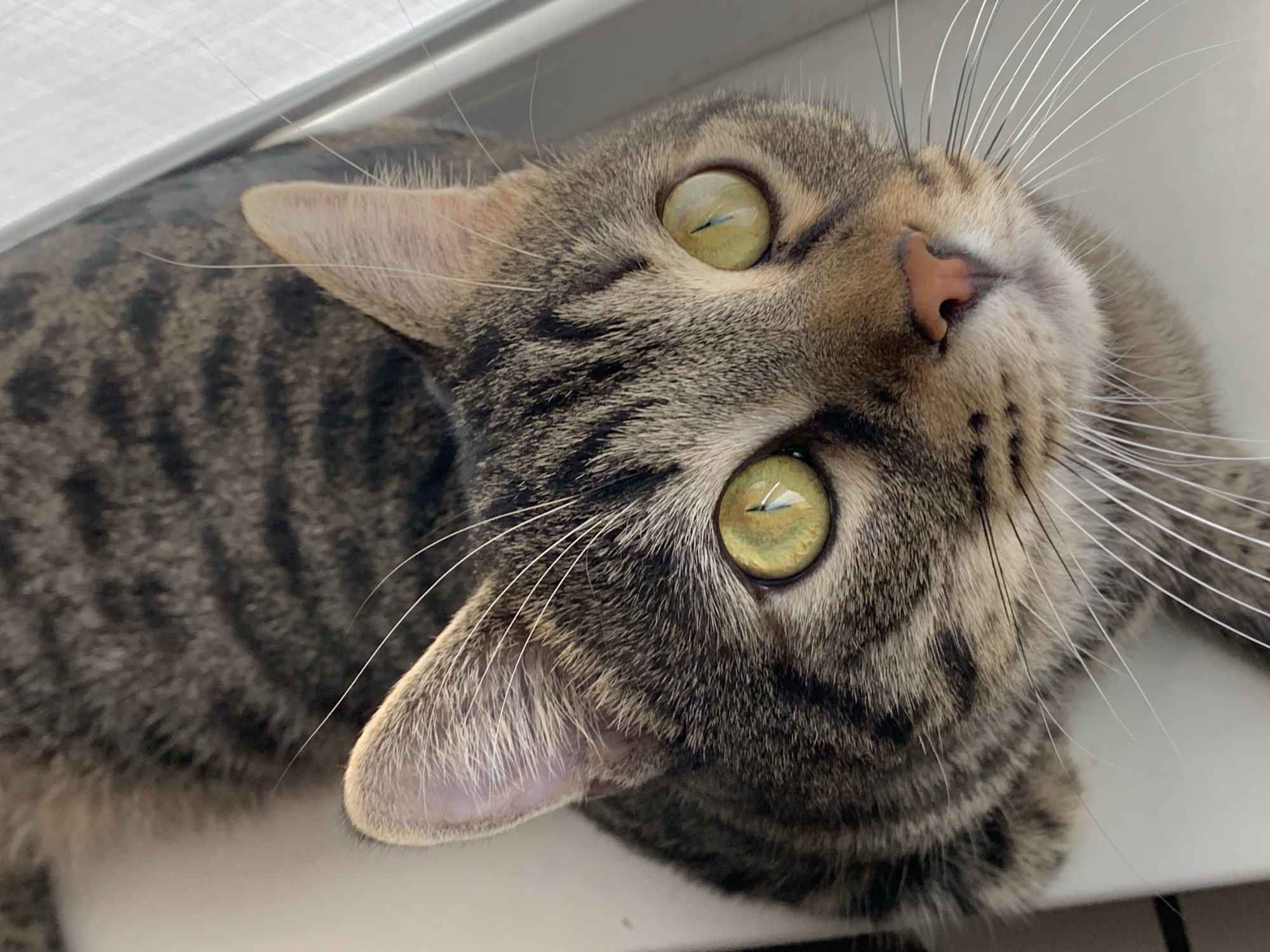 A tabby cat is depicted in a high-angle, close-up shot, looking upwards towards the camera. The cat's fur is a mix of various shades of brown, black, and tan, forming distinctive striped (mackerel) and spotted patterns, characteristic of a tabby. Its eyes are a prominent feature, displaying a bright, iridescent yellow-green hue with vertical, slit-like pupils that appear somewhat dilated, reflecting light as small white streaks. The cat's nose is a light, fleshy pink. Numerous long, white vibrissae (whiskers) extend from both sides of its muzzle. The ears are pointed and covered with fine, light-colored fur on the inside, showing darker fur on the outer surfaces consistent with its tabby markings. The cat's body is partially visible, showing its striped back and a portion of its chest, appearing to be lying or sitting on a light-colored, possibly white, surface. A blurry, lighter area in the background suggests a wall or window frame, with some faint reflections visible. The scene is located in the city of Unknown, Unknown.
