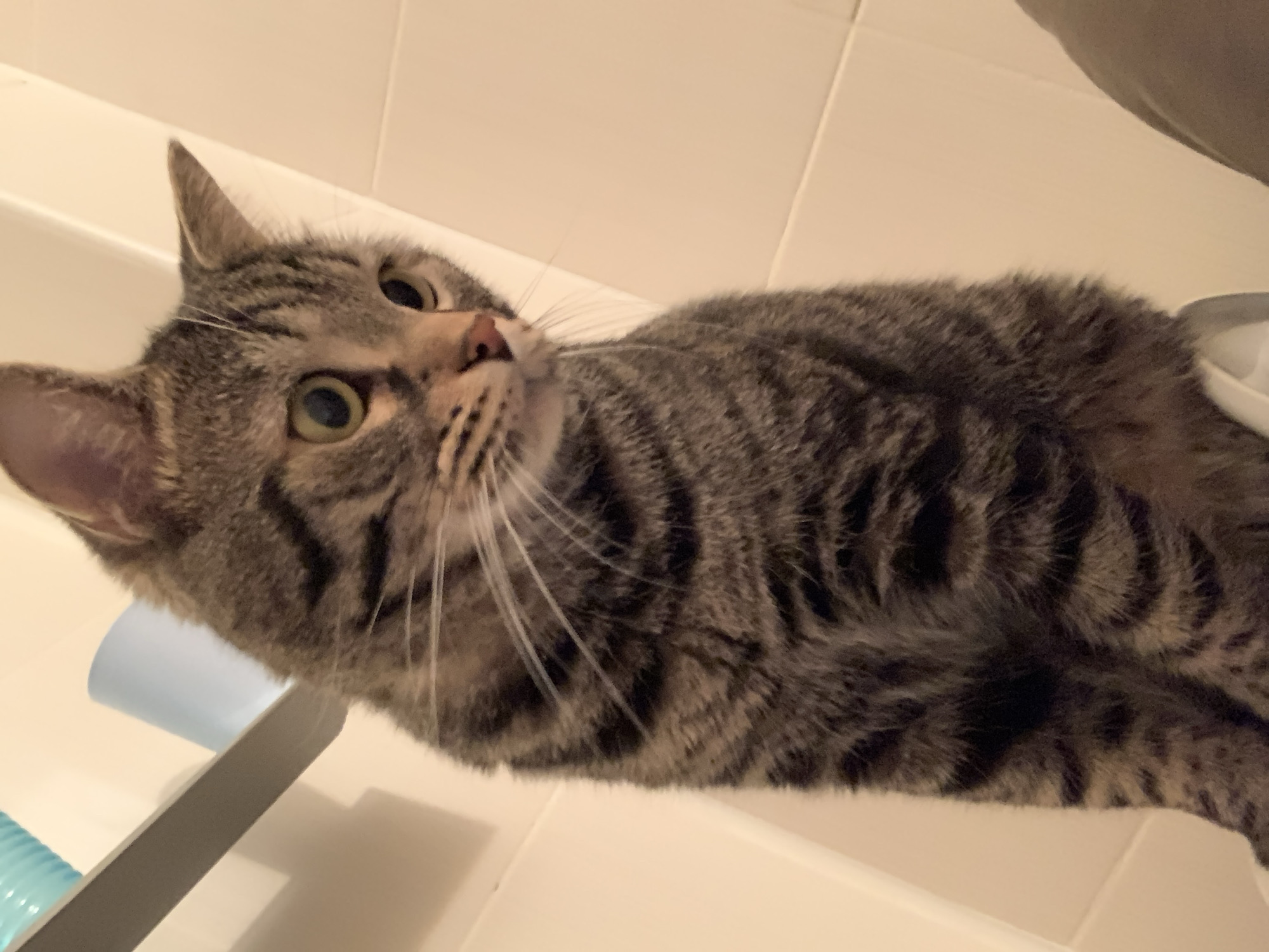 A gray tabby cat with green eyes is lying on a white tiled surface, possibly a bathroom countertop or tub edge, looking upwards. The foreground also contains a gray-and-blue object of plastic or similar material. The tile pattern suggests an indoor setting. No information indicates a location in Stavropol, Russia.