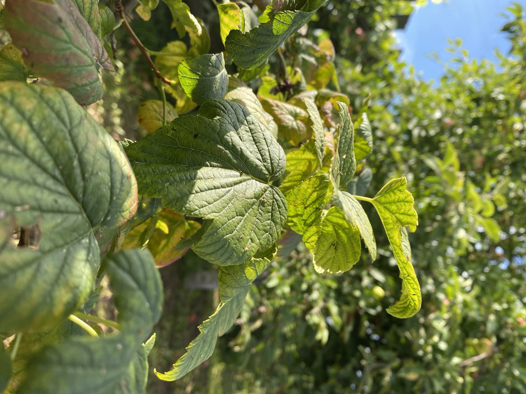 The image shows a close-up of green leaves from a plant, possibly raspberry, in a garden. The leaves are textured and some show signs of browning at the edges. Sunlight filters through the leaves, creating a dappled effect. In the background, out-of-focus green foliage and a bright blue sky are visible. The context of Elovo, Russia is not discernable from the image itself.