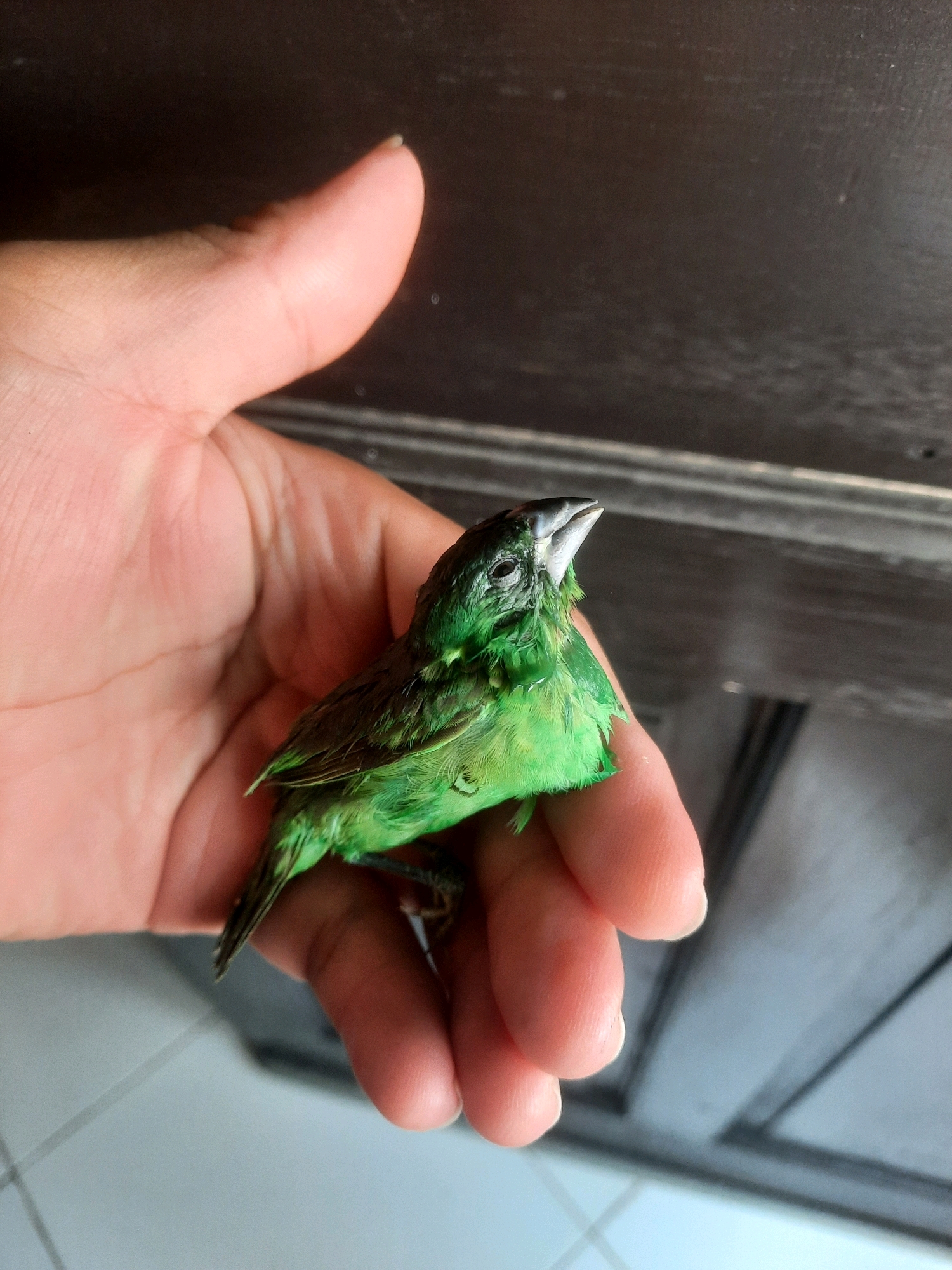 A person's hand is holding a small green bird. The bird is facing to the right and looking up. The background is dark and blurred, but appears to be a wooden surface. The scene is lit from above, casting shadows. There is no information about the location in North Jakarta, Indonesia.