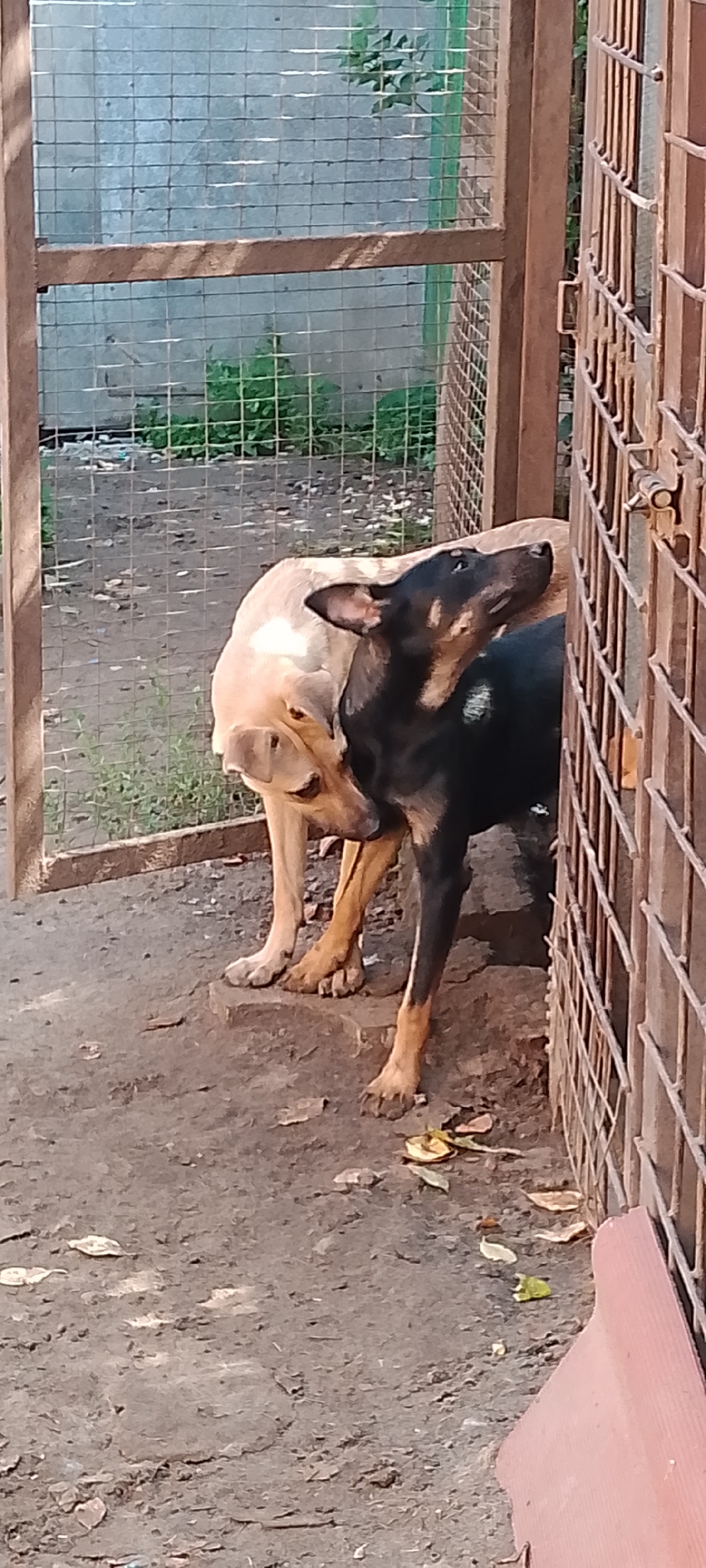 Two dogs, one light tan and one black and tan, are interacting near a metal fence enclosure. The light tan dog is facing left with its head down, while the black and tan dog is facing right, looking upwards with its head tilted. Both dogs have their front paws on a raised concrete surface. The ground appears to be dirt and gravel, with some fallen leaves scattered around. The enclosure has a wire mesh fence and wooden framing. In the background, there is a gray wall and more wire mesh fencing with some green foliage visible. The image is taken outdoors during the daytime. The location is identified as Belgorod, Russia.