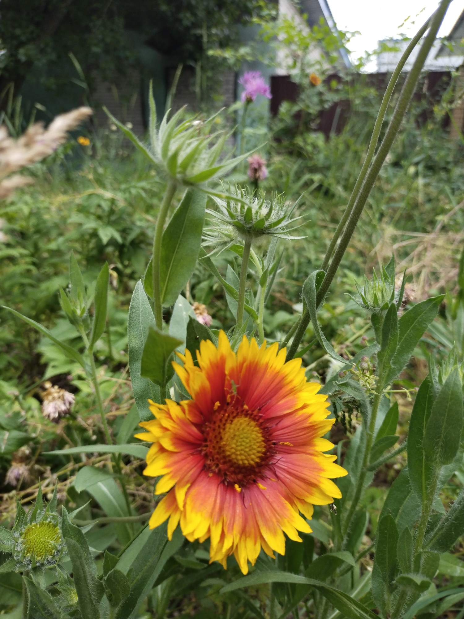 The image captures a close-up view of a vibrant Gaillardia flower with yellow and red petals, centered in the frame. The flower is surrounded by lush green foliage and other plants, some of which are out of focus. In the background, hints of a building with a white roof and a fence suggest an outdoor setting, possibly a garden or backyard. The scene is set in Horishni Plavni, Ukraine.