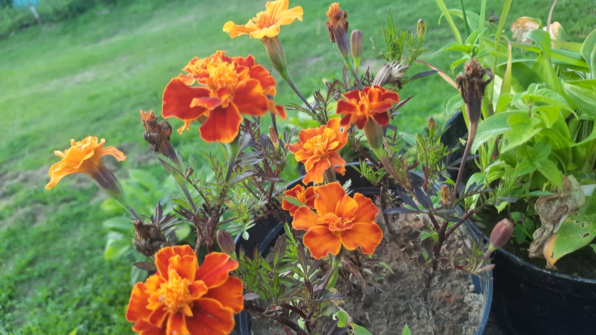 A close-up, slightly elevated, medium shot captures a cluster of marigolds in bloom, predominantly in shades of orange and yellow. The flowers are planted in dark pots, with some foliage and dried seed heads visible. In the background, a blurred expanse of green grass slopes gently downwards. The scene is set outdoors, in an environment suggestive of a garden or park, with the lush greenery indicating a natural or cultivated outdoor space. The lighting suggests it is daytime, possibly late afternoon or early morning due to the soft, diffused light. The overall impression is one of natural beauty and tranquility.