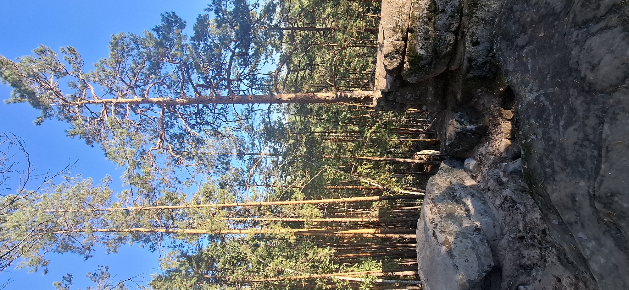 The image captures a sun-drenched scene of a pine forest with a clear blue sky above. In the foreground, large, weathered rocks dominate the landscape, some covered in patches of moss. A dense forest of tall pine trees with slender trunks stretches into the background, their branches reaching towards the sky. Sunlight filters through the canopy, illuminating parts of the forest floor and the rocks. The scene is devoid of any human presence. The location is identified as the city of Peredovoi, Russia, suggesting a natural, outdoor setting within or near the city.