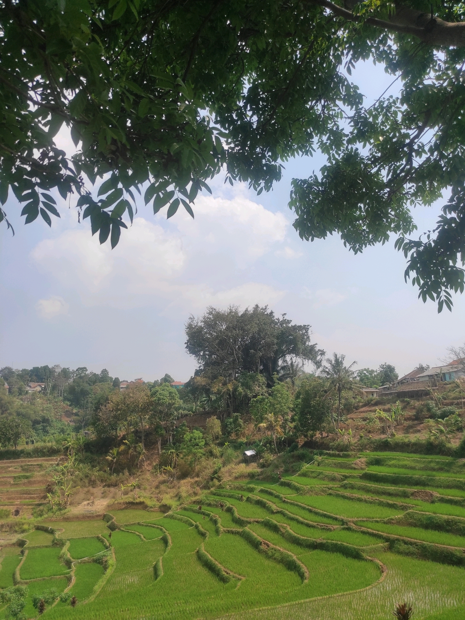 In Ngamprah, Indonesia, a terraced rice field landscape is depicted under a bright, partly cloudy sky. Lush green rice paddies are carved into the hillside, following its contours. Trees, including a large banyan tree, dot the landscape, interspersed with a few houses. The foreground is framed by the dark green leaves and branches of trees, suggesting the vantage point is from within a canopy. A small, simple shelter or shed is visible near the rice fields. The overall scene captures the natural beauty and agricultural activity of the rural environment.