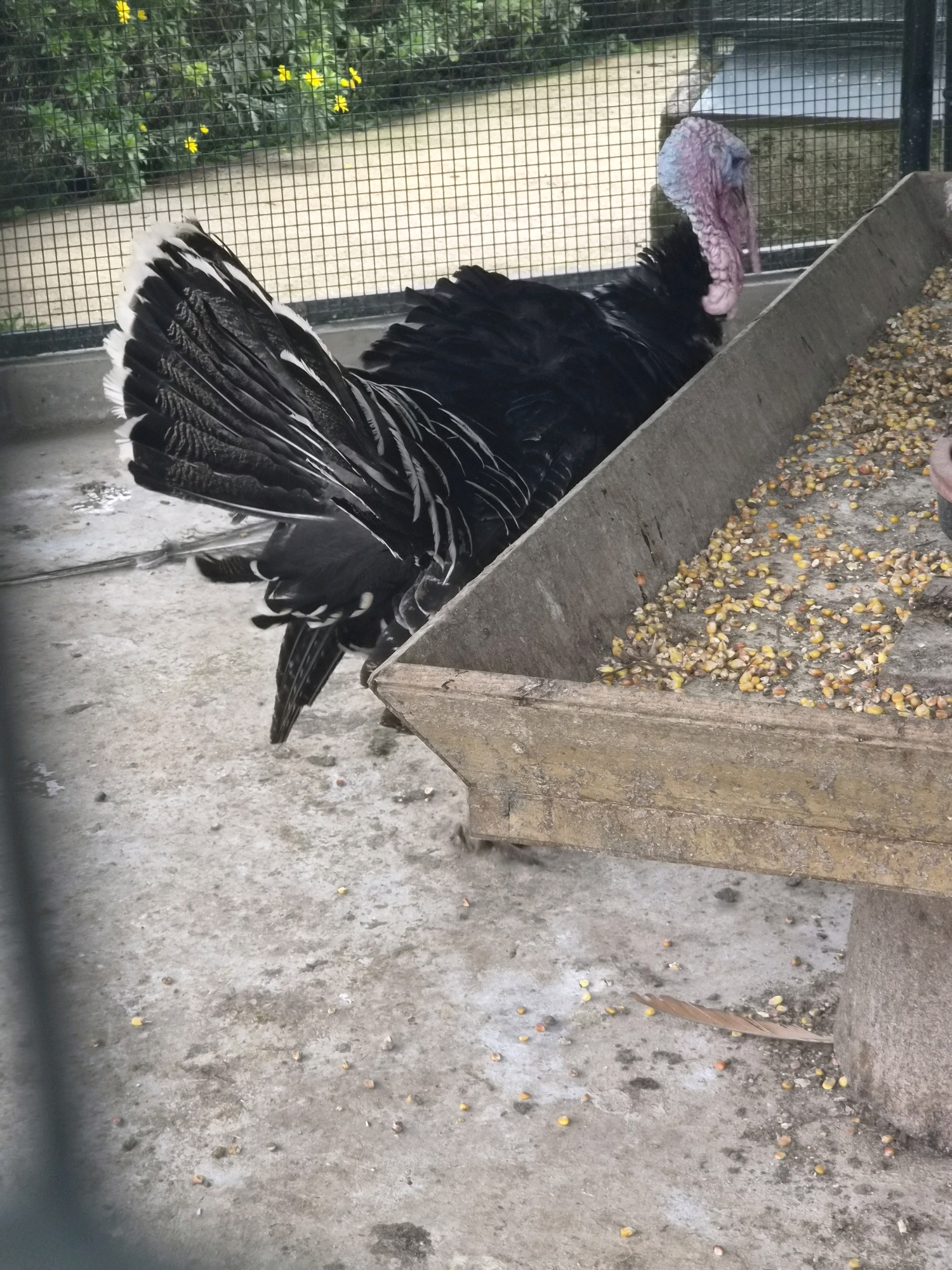 A turkey stands beside a concrete feeder filled with corn. The turkey is black with white-tipped feathers on its tail. Its head and neck are a mottled pink and blue. Behind the turkey, a wire fence encloses an area with some green foliage and yellow flowers. The ground is a concrete surface with scattered corn kernels.